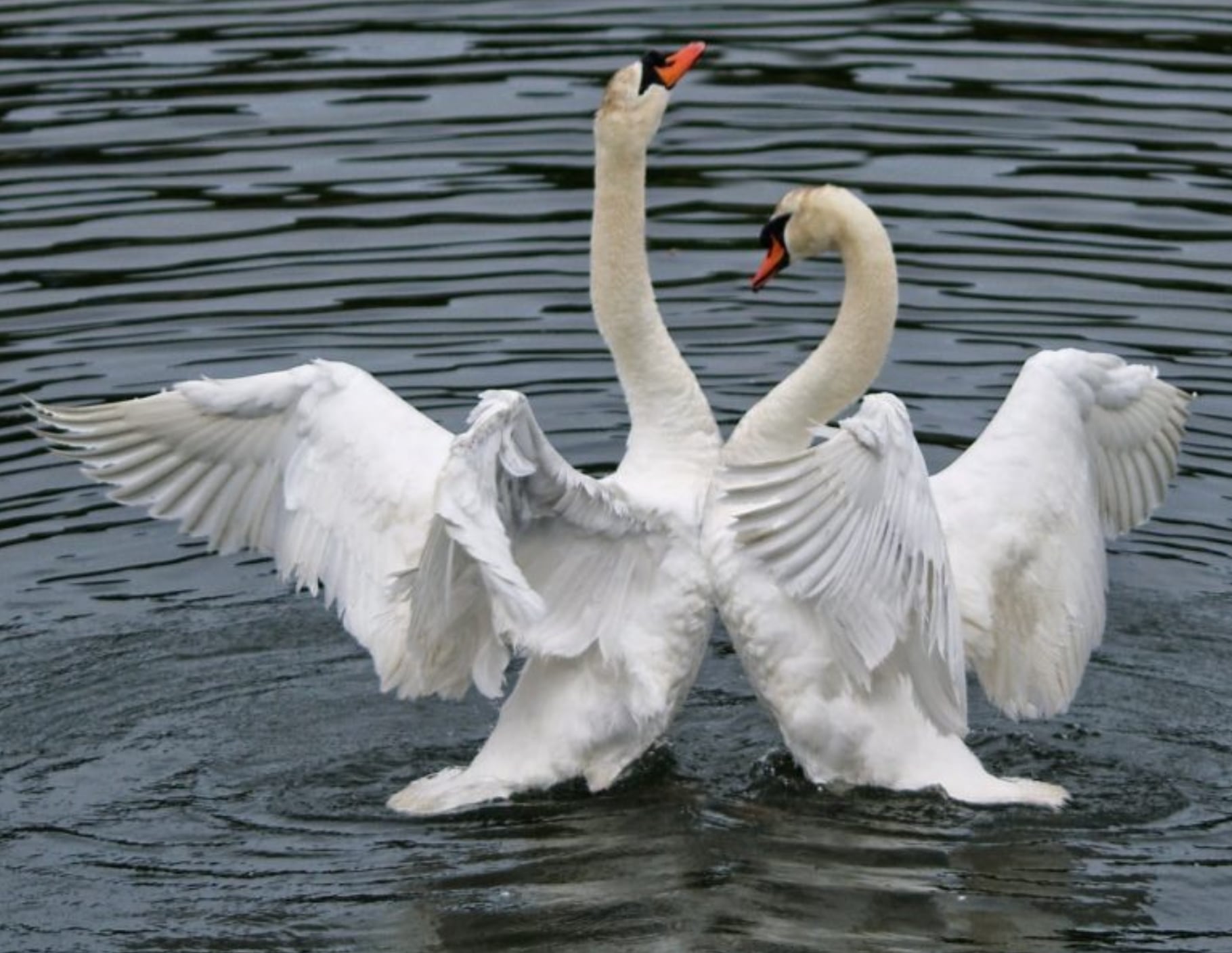 Cisnes.