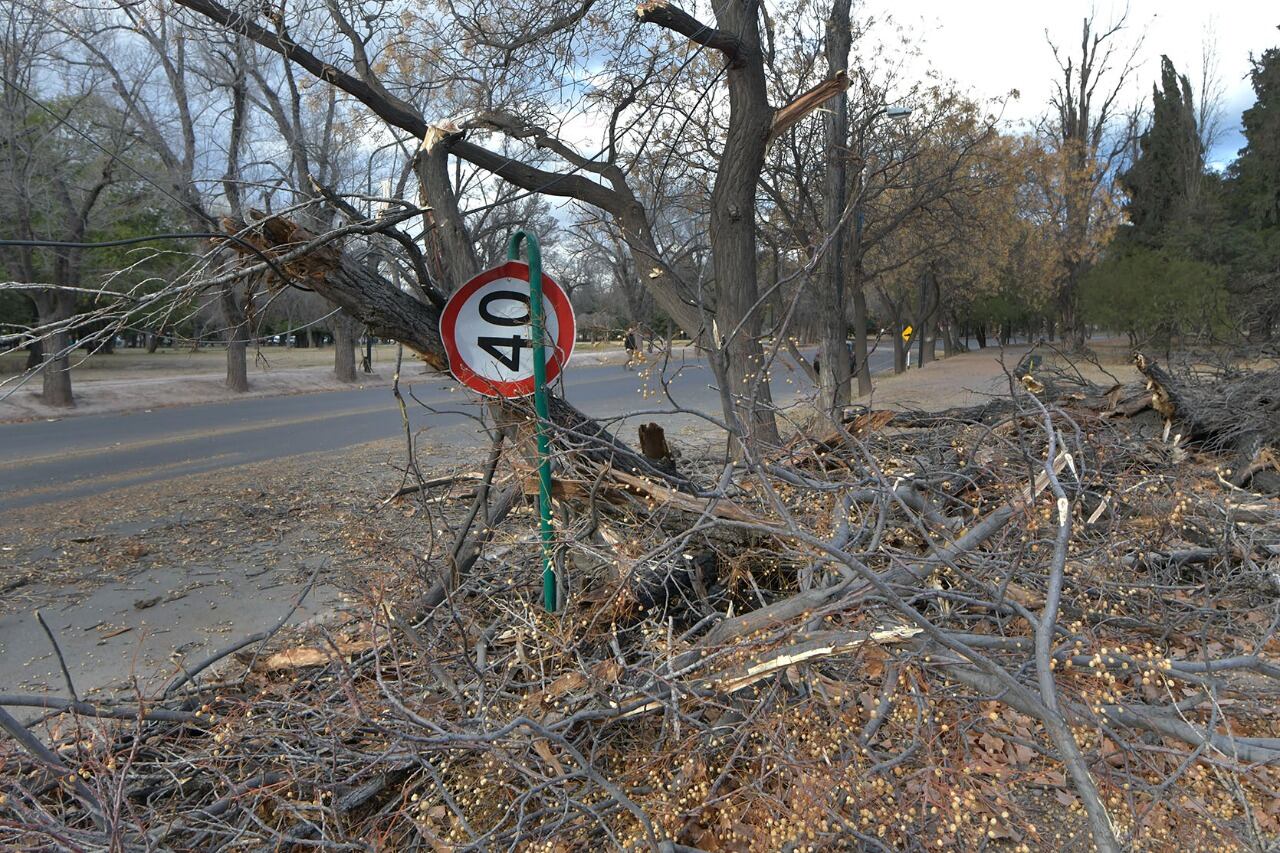 árboles caído en el Parque General San Martín