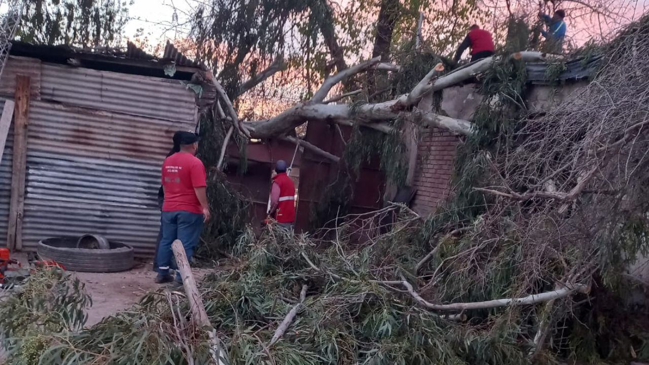 Árboles caídos por el Zonda en Las Heras, uno de los departamentos más dañados.