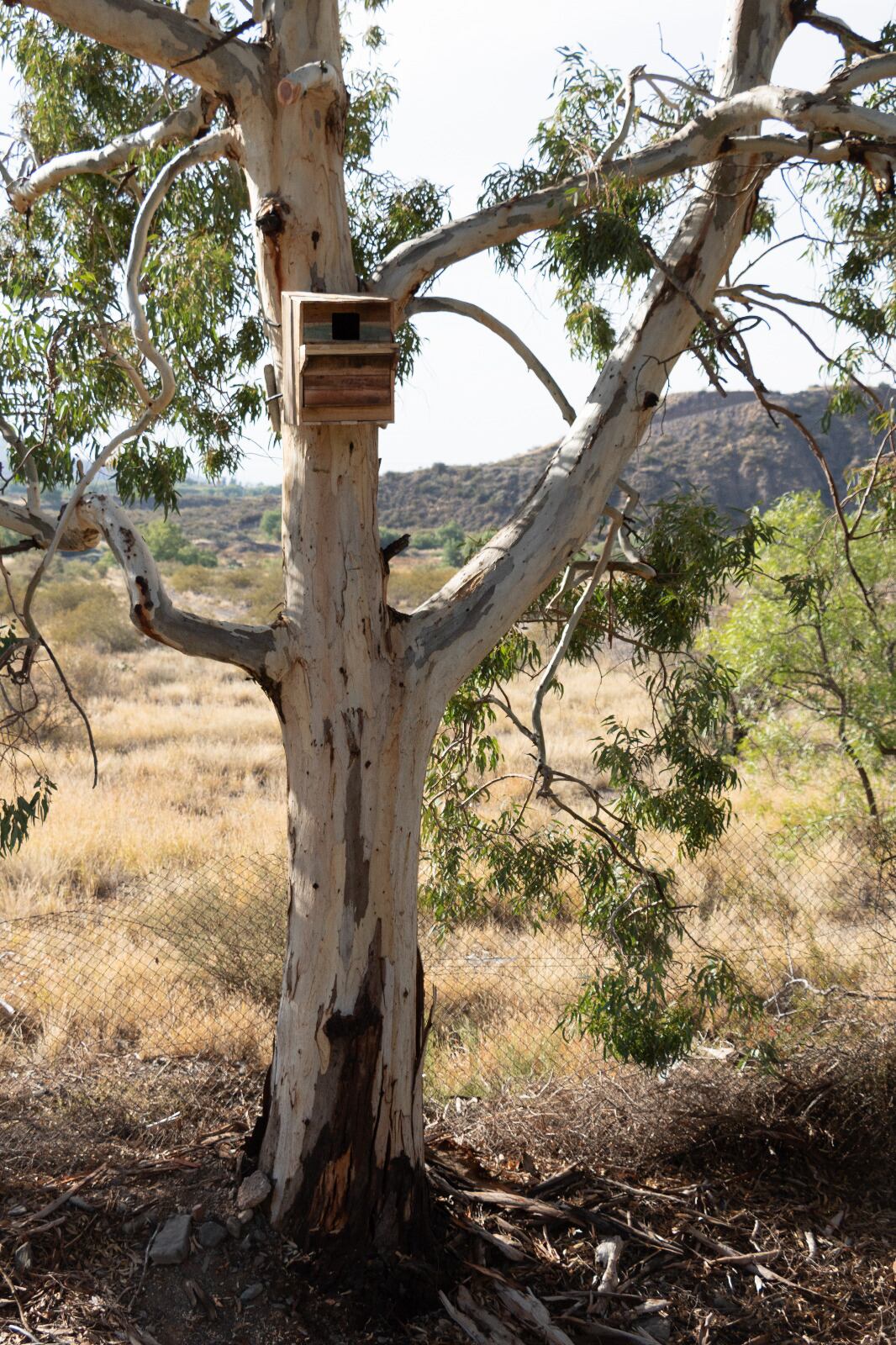 Así trabaja la Ciudad por la conservación de la biodiversidad urbana. Foto: Mendoza Ciudad.