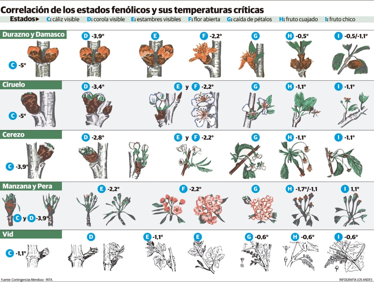 El episodio del lunes dejó muchas producciones muy dañadas. Aún resta esperar los datos oficiales pero la afectación es seria tanto en frutales como en viñedos. Zonas Este, Sur y Valle de Uco, afectadas. 