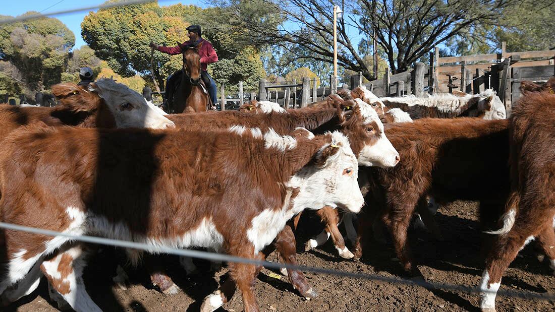 41 Fiesta Nacional de la Ganadería de Zonas Aridas en General Alvear

Foto: Ignacio Blanco / Los Andes 