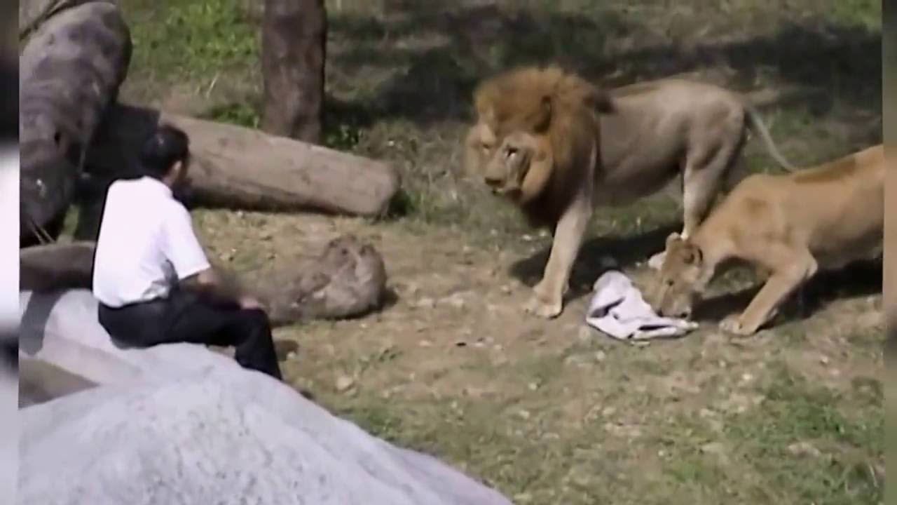 Chen Chung-ho, les imploró a los felinos que se lanzaran hacia él y lo mordieran. Foto: Web