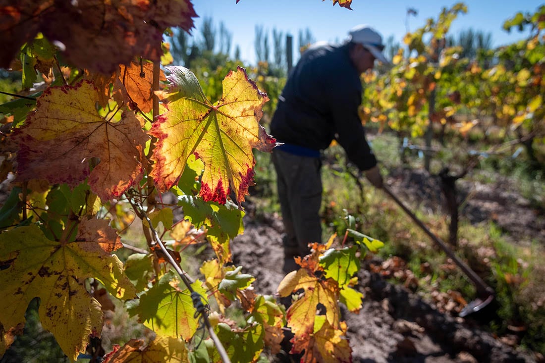 El aumento de las temperaturas y la sequí pueden afectar el ciclo vegetativo de las platas de la vid. - Ignacio Blanco / Los Andes