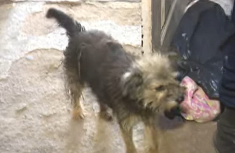 Bigotes, la mascota de la familia - Captura de video