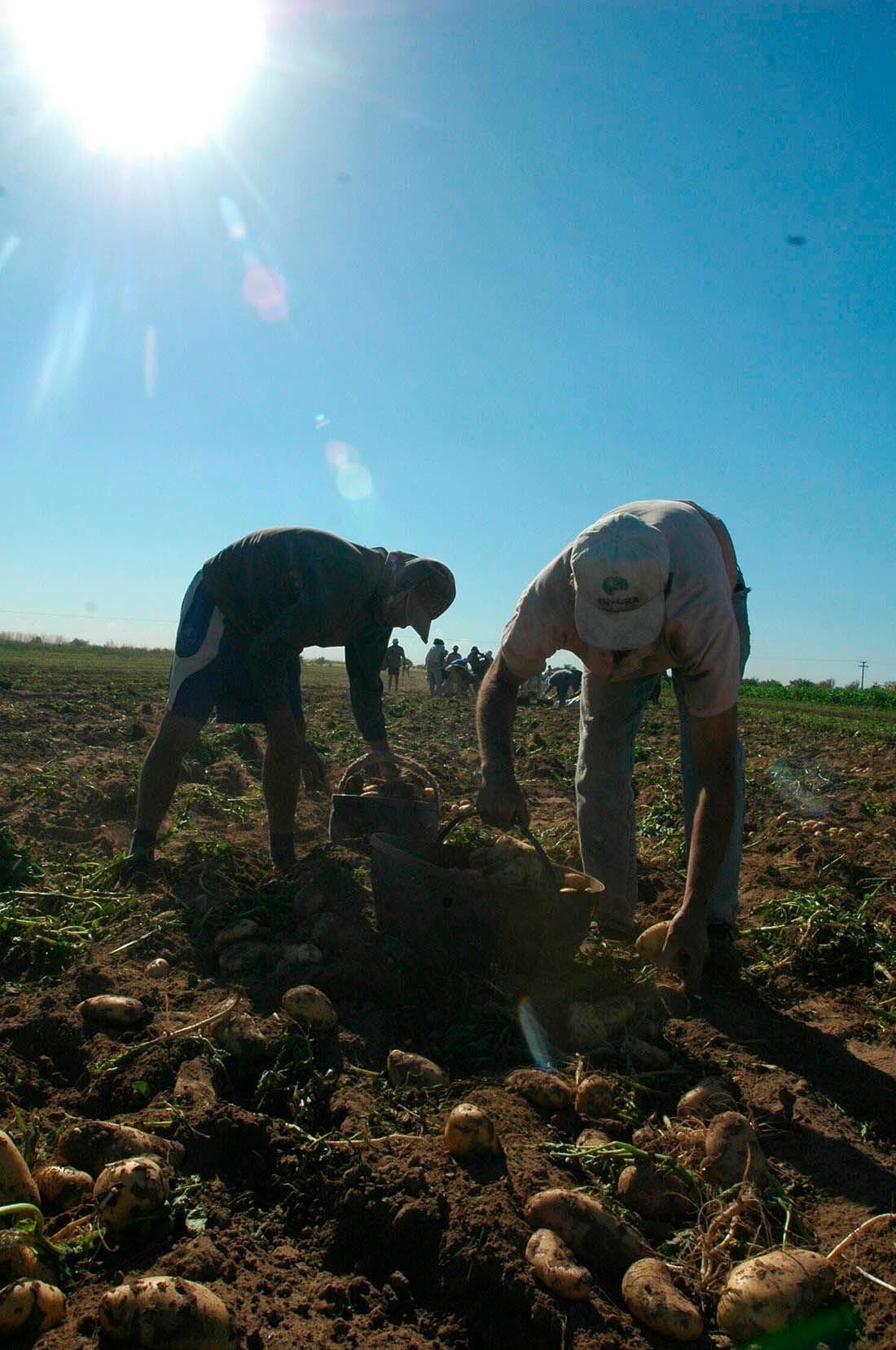 Ya comenzaron las primeras cosechas en la provincia y en las próximas semanas se iniciarán los trabajos con algunas de las frutas y hortalizas más demandantes de mano de obra.