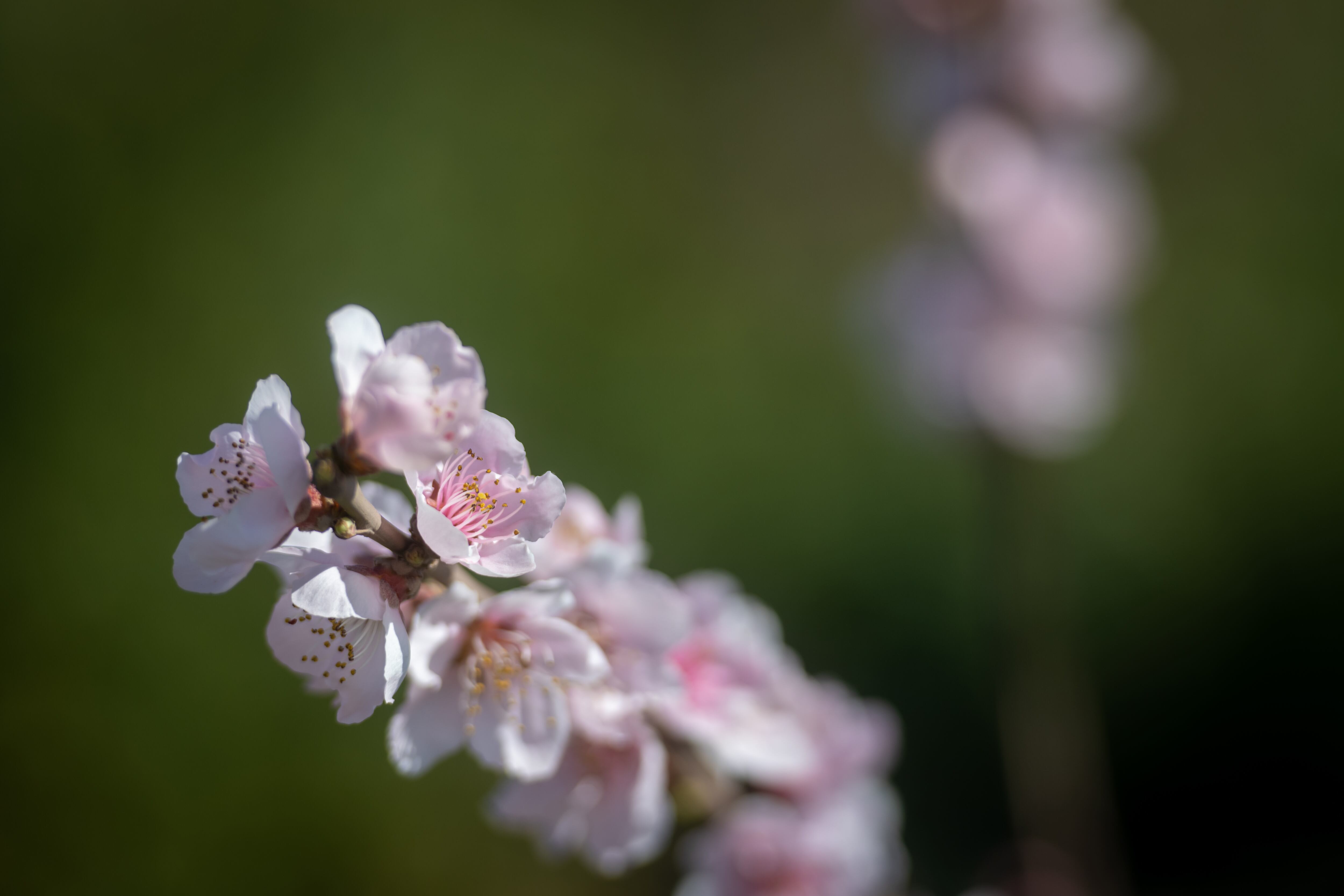 La flora local comienza a mostrar su mejor versión a días del inicio de la primavera.