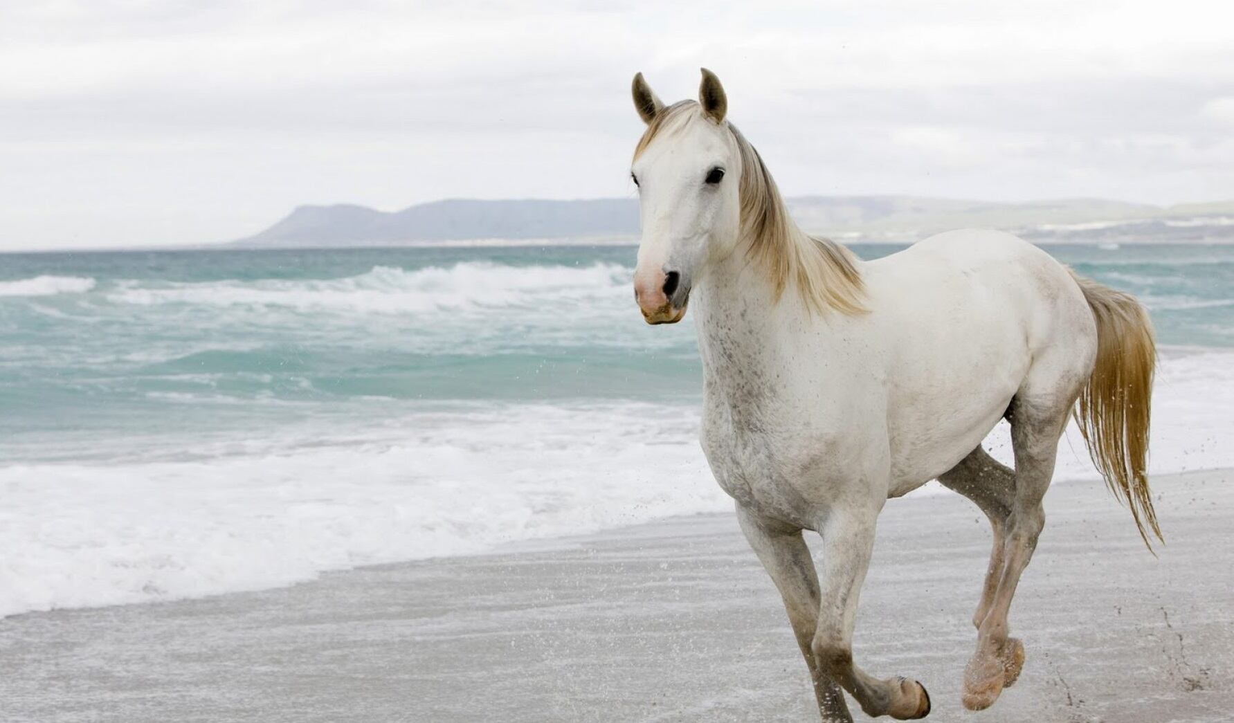 Esto significa soñar con un caballo.