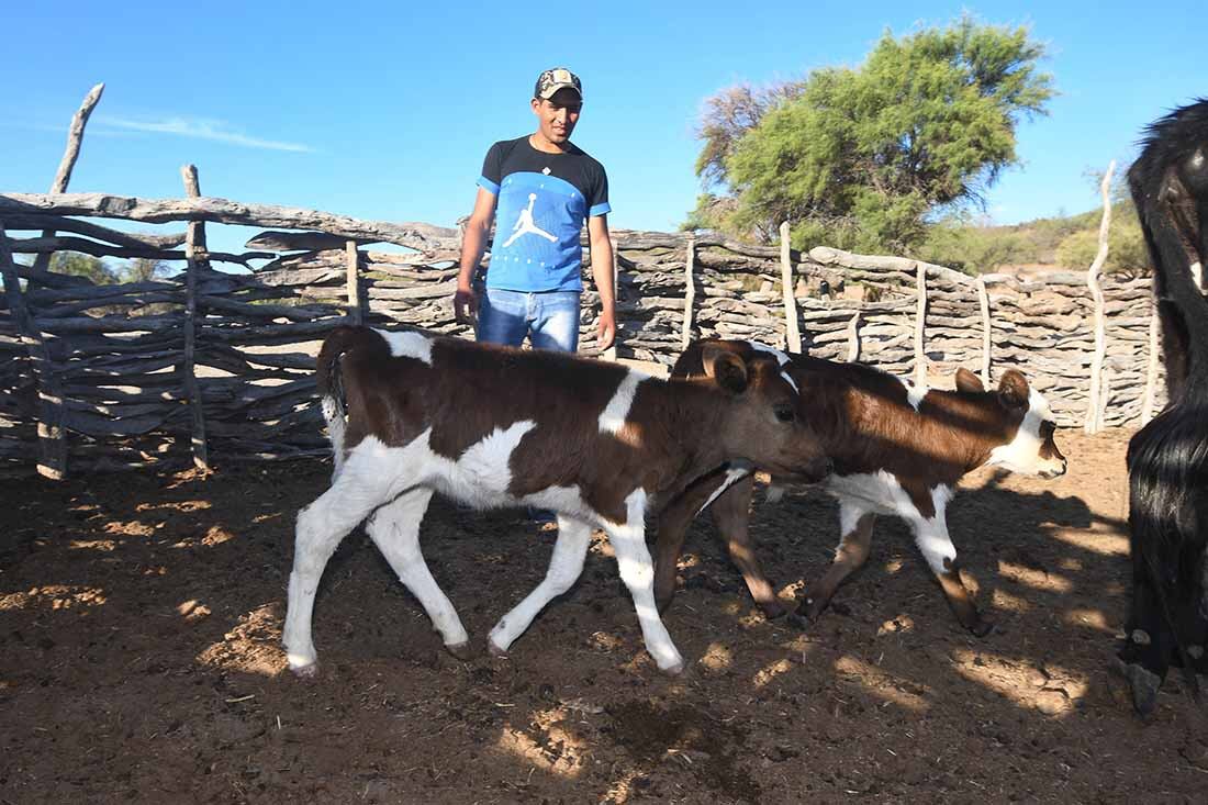 Los puesteros  en una crisis y preocuados por la muerte de sus animales y la escasez de lluvia en la zona, advierten que no hay recursos para alimentar el ganado. Foto José Gutierrez