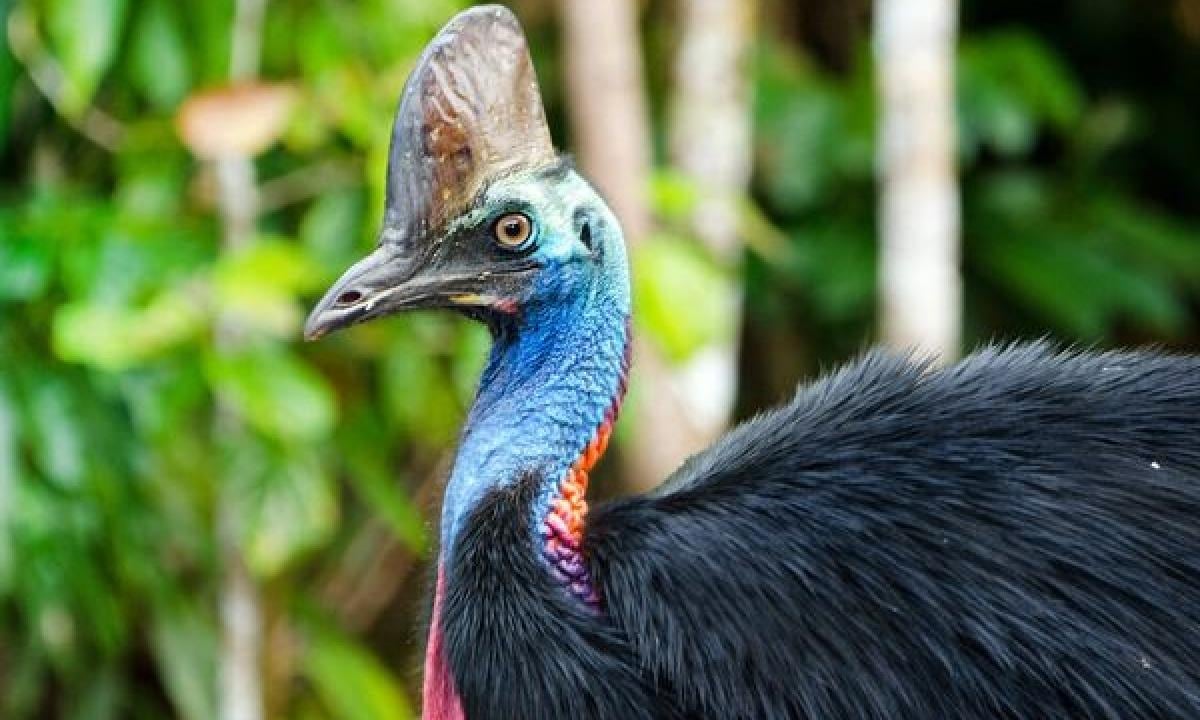 El casuario meridional es conocido por ser el ave más peligrosa del mundo debido a su tamaño, fuerza y agresividad.