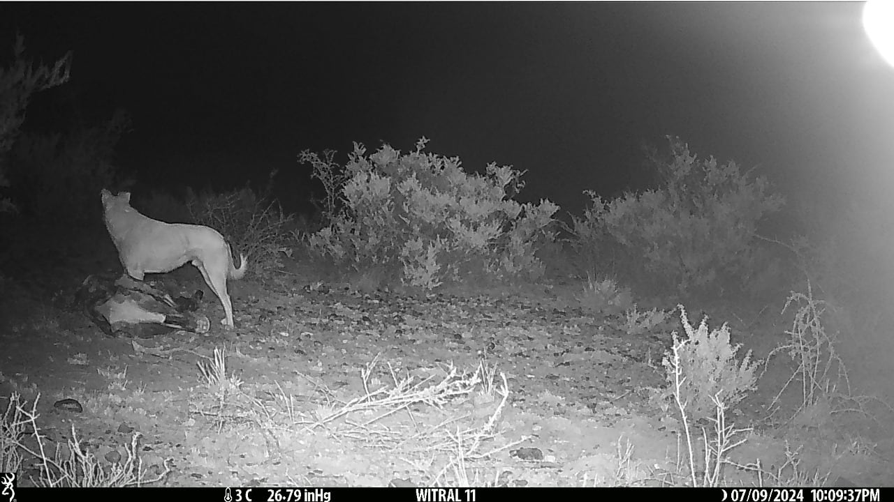 Foto de jauría capturada por la cámara trampa. Foto: equipo de investigación Conicet Mendoza.