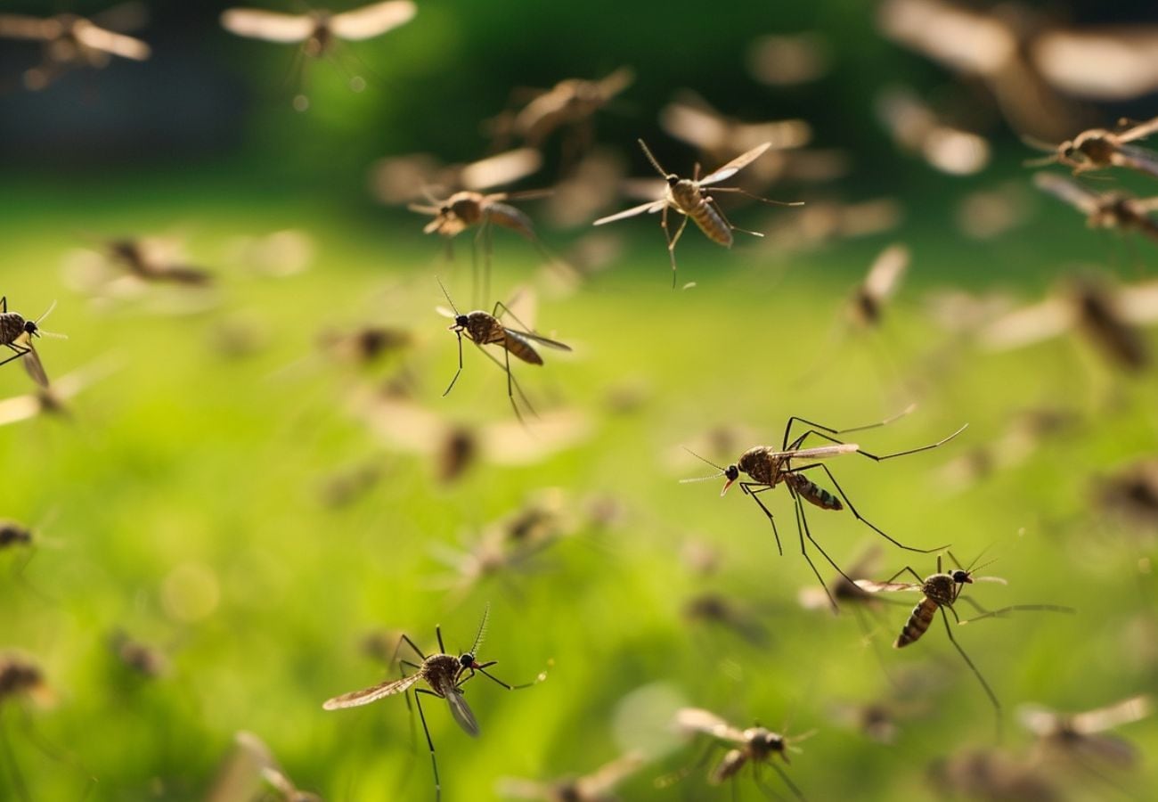 El Ministerio de Salud ya ha anticipado que prevé más casos de dengue este año en Mendoza. 