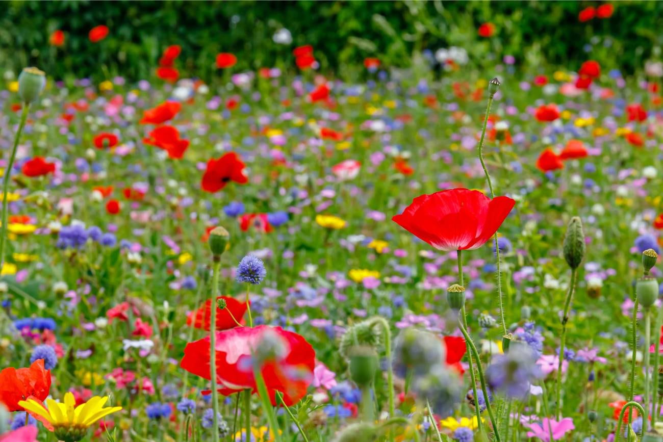 Existen más de 300.000 especies de plantas con flores polinizadas por animales. Cada una de ellas produce flores de un color único en la naturaleza. (Shutterstock / nnattalli)