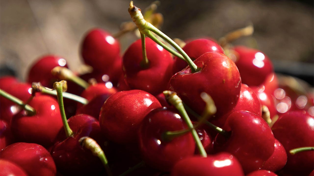 Cerezas

Foto: Ignacio Blanco / Los Andes
