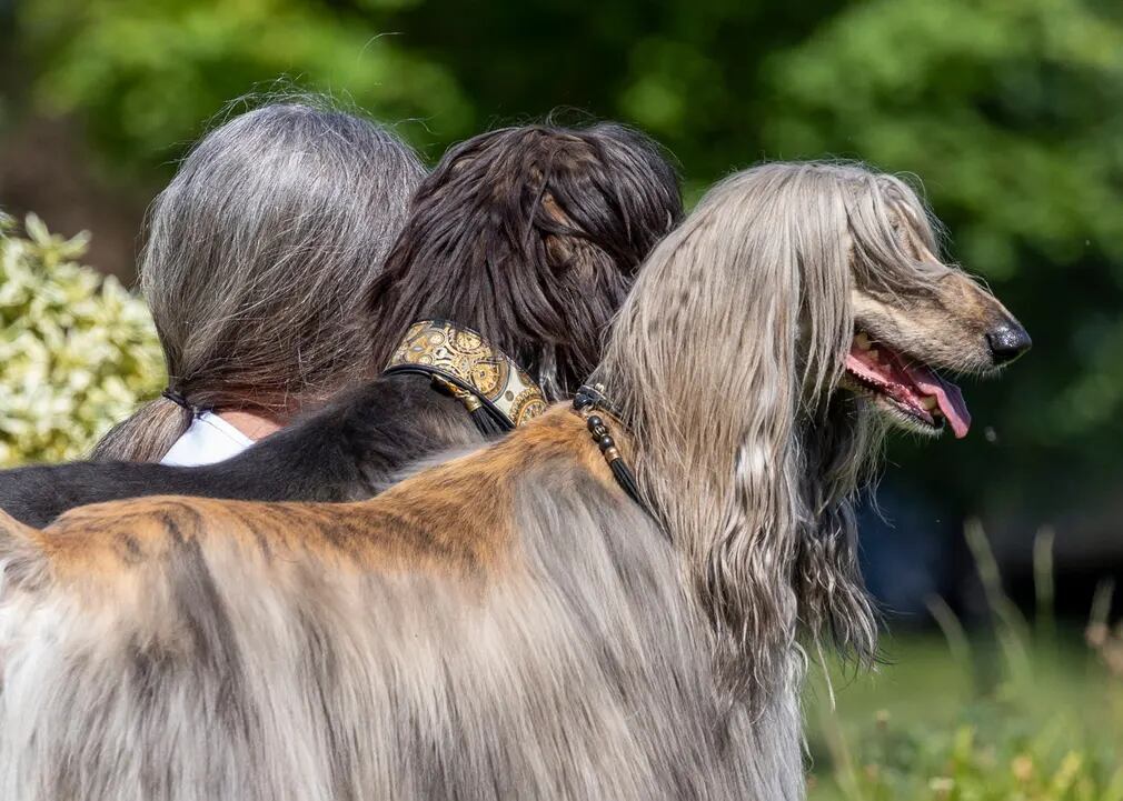 Las tres grises. Foto: Comedy Pets