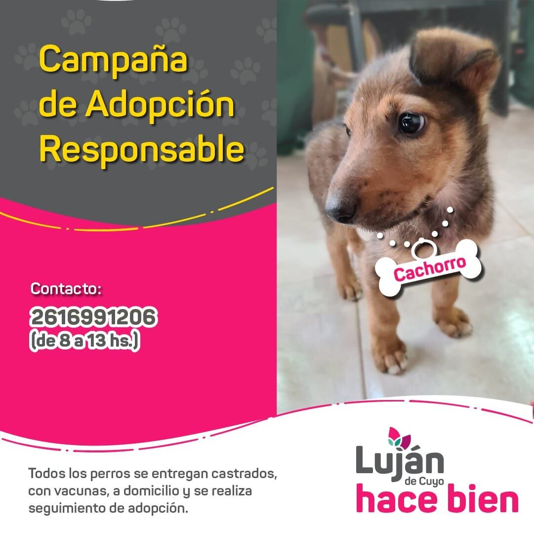 La original campaña en redes con que Luján busca dar en adopción a 17 perritos rescatados de situaciones traumáticas. Foto: facebook Municipalidad Luján de Cuyo