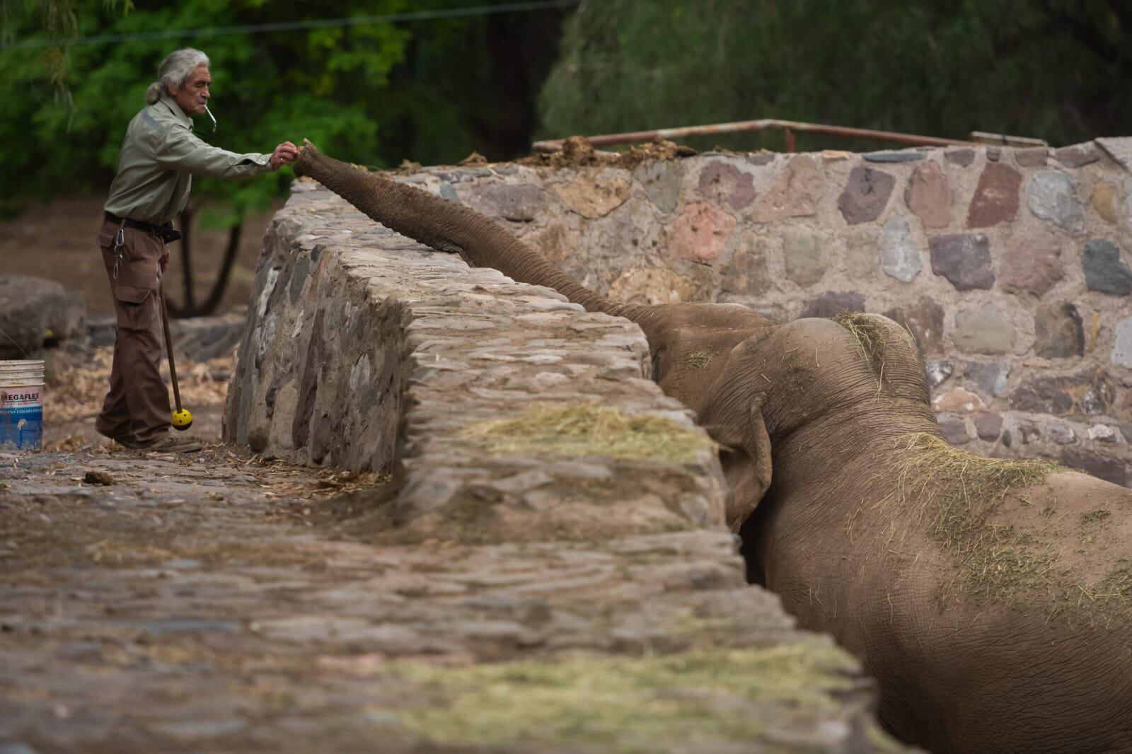 Elefantes en Mendoza: el día en que Tamy se fugó del Zoo y lo encontraron deambulando en Papagayos. Foto: Ignacio Blanco / Los Andes.