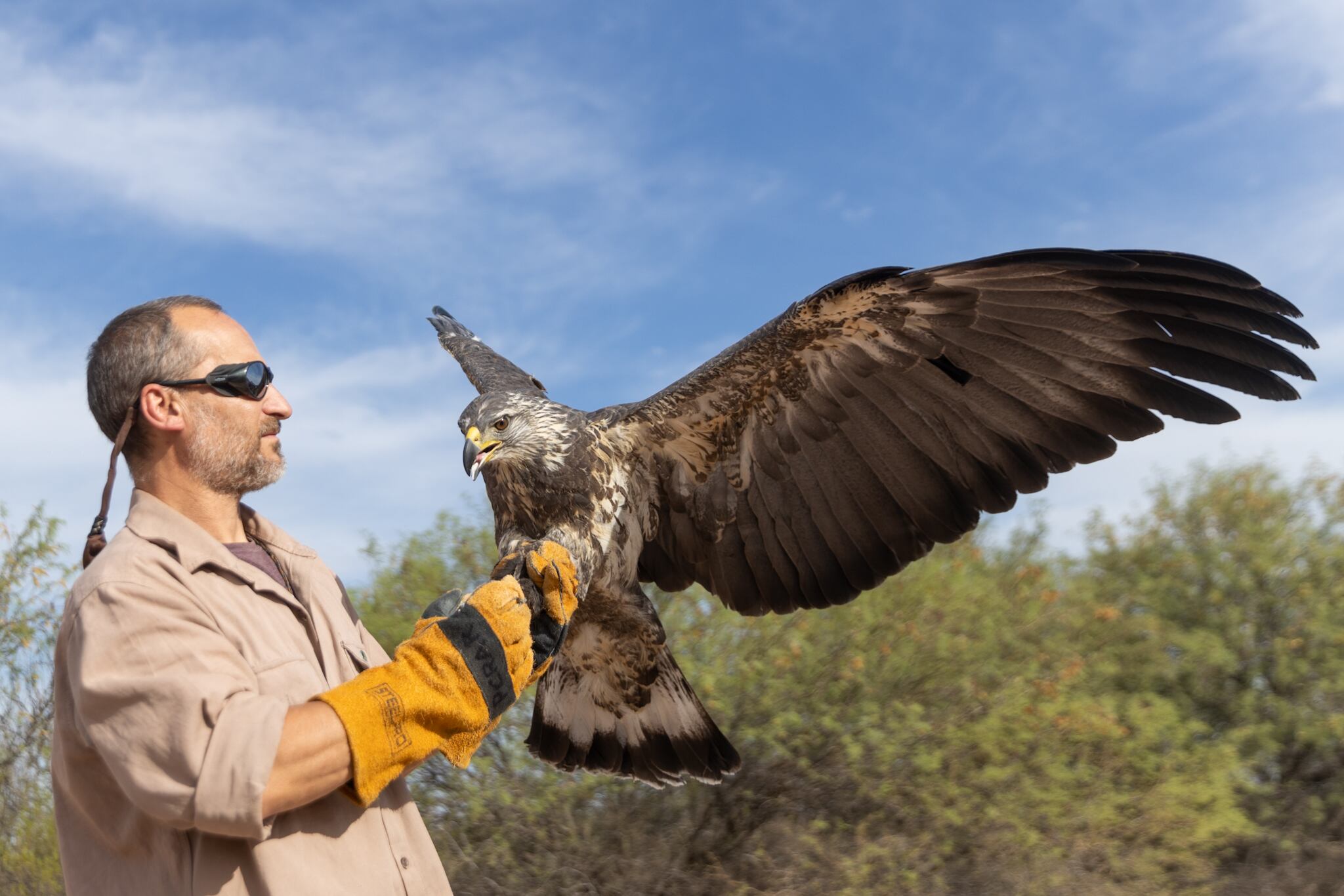 Video: tenía que ir al baño, paró en la ruta y, campo adentro, encontró un pichón de águila coronada . Foto: Imagen ilustrativa.