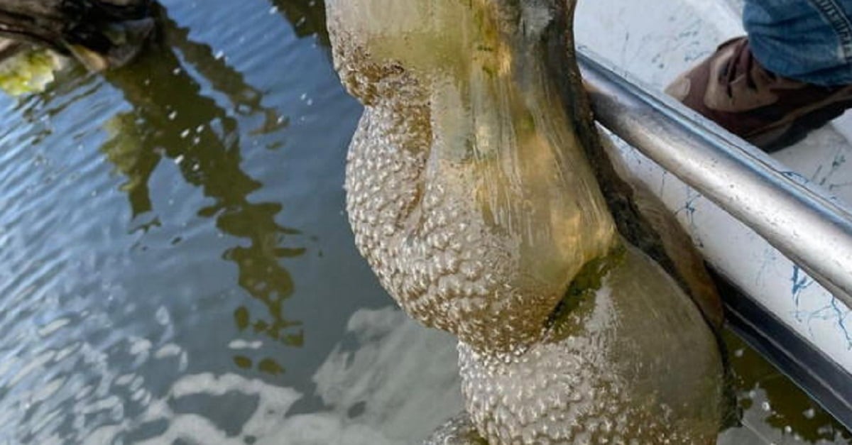 Apareció una enorme bolsa gelatinosa de aspecto “alienígena”. (Foto: Clarín).