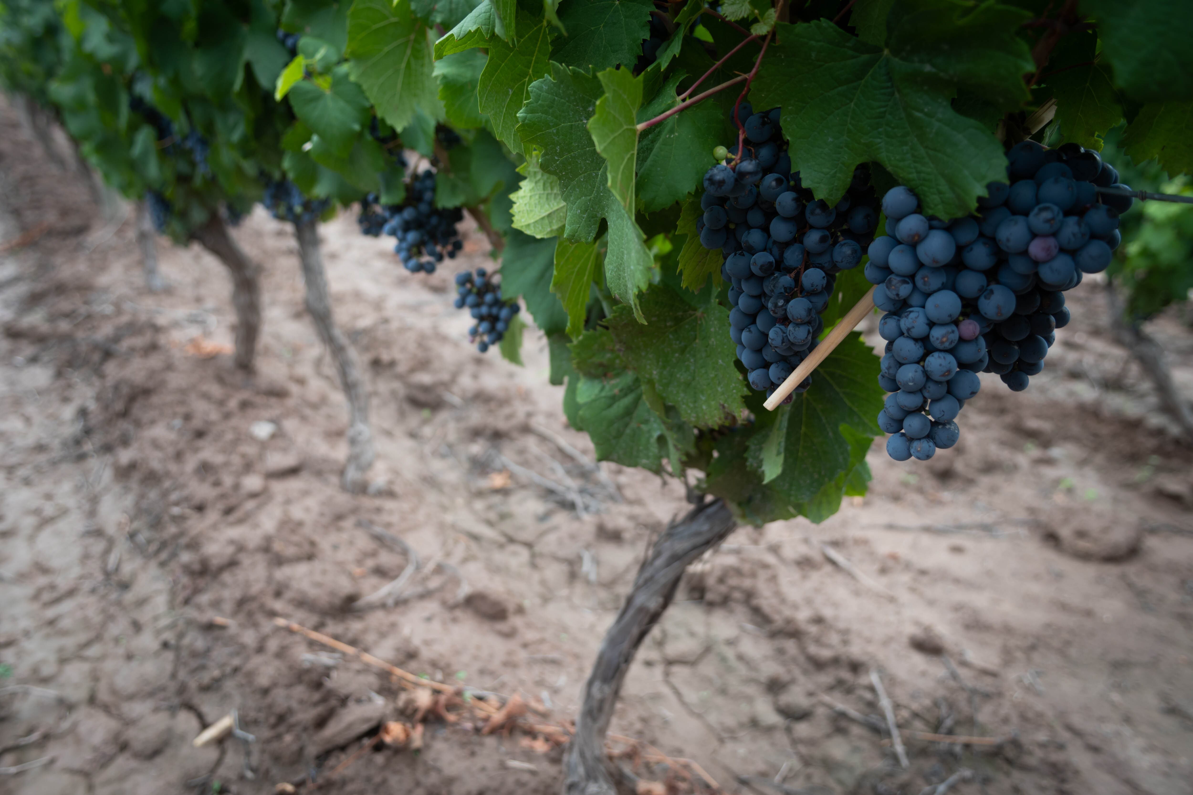  El programa para financiar a productores, contratistas y bodegueros incorporó por primera vez el varietal Malbec,
Foto: Ignacio Blanco / Los Andes