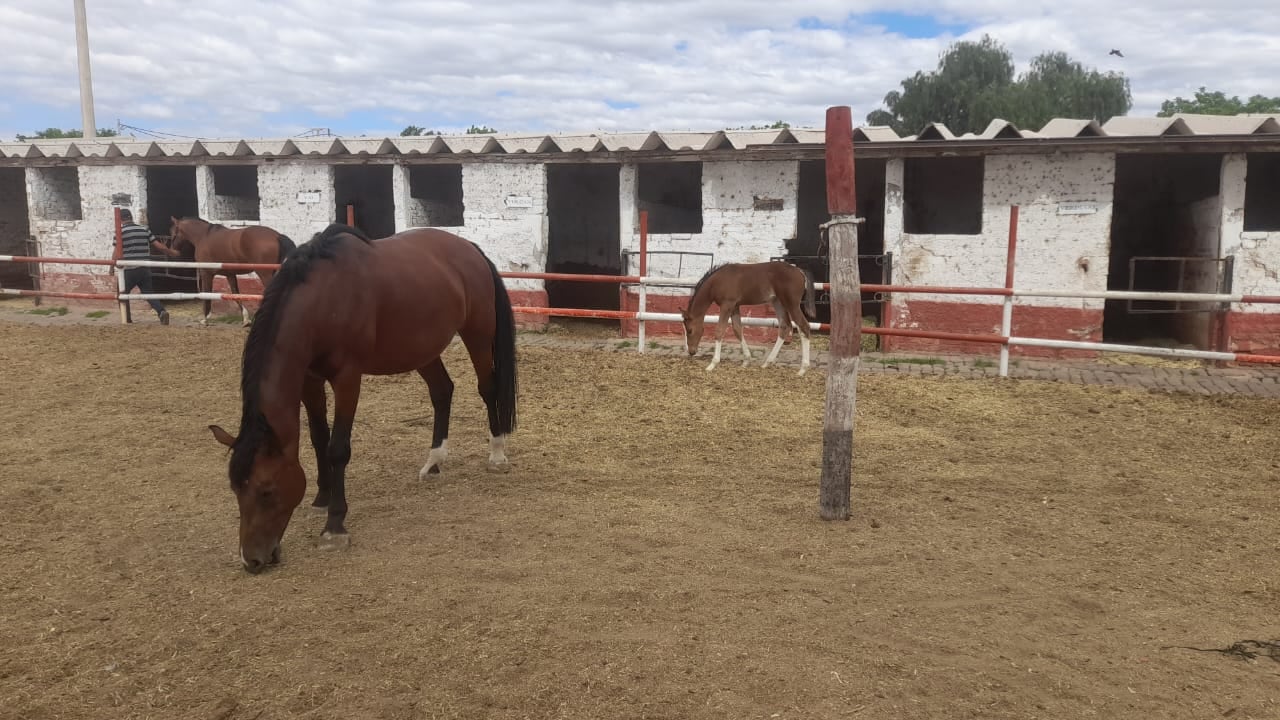 Fotos y videos emotivos: Nacieron 5 potrillos en la Policía de Mendoza y es el número más alto en años. Foto: Gentileza