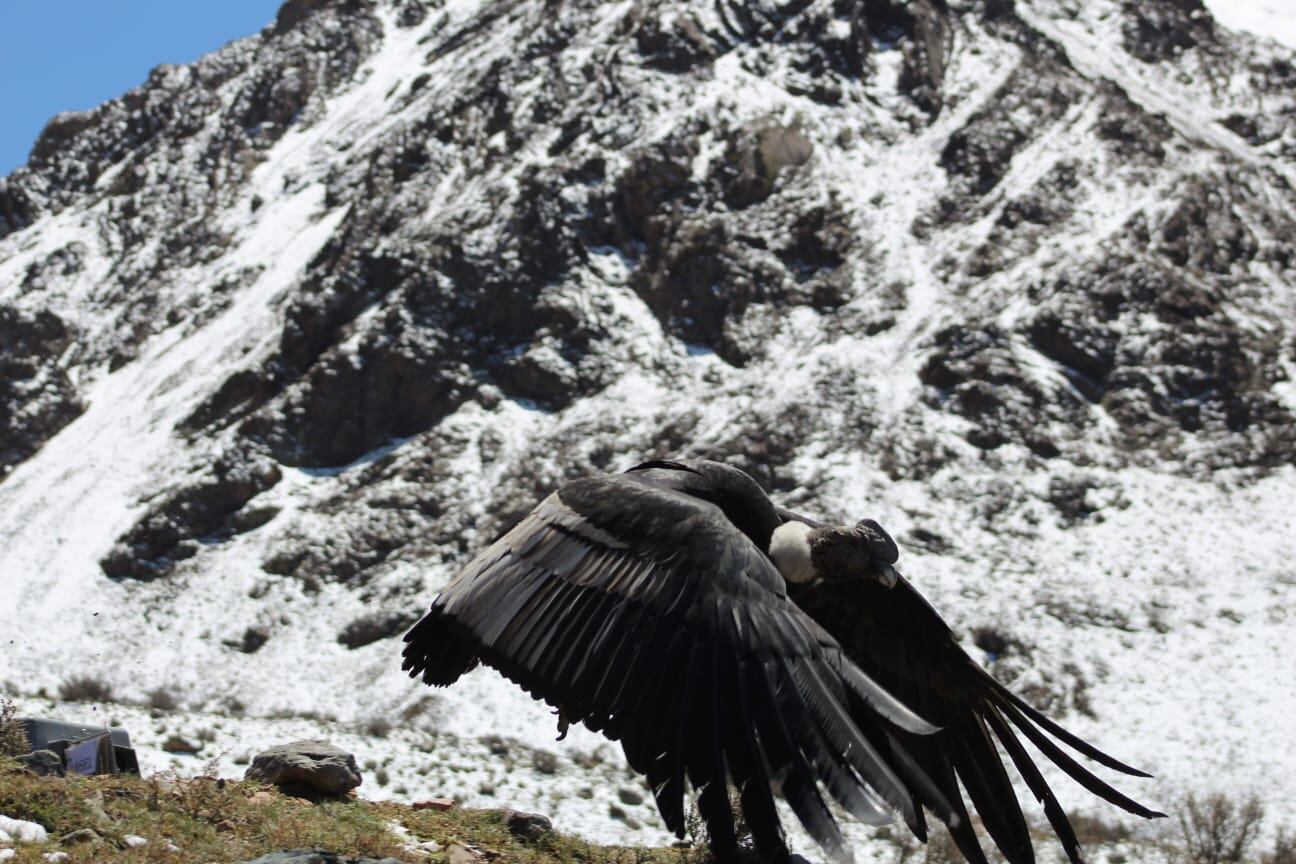 Emotivo video: el momento en que un cóndor cae en la cuenta de que es libre y vuela hacia la cordillera mendocina. Foto: Gentileza Martín García - Guardaparque Departamento de Fauna Silvestre