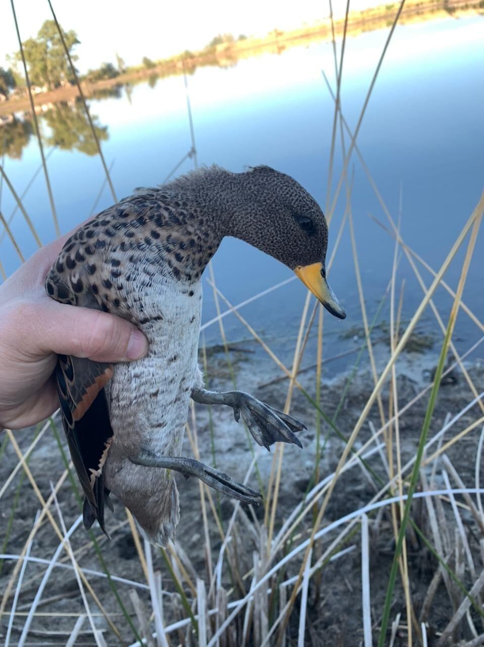 Luego de que se registrara la muerte de más de 2.000 peces, fueron hallados sin vida patos y otras aves en la Laguna del Viborón. Foto: Fundación Cullunche.