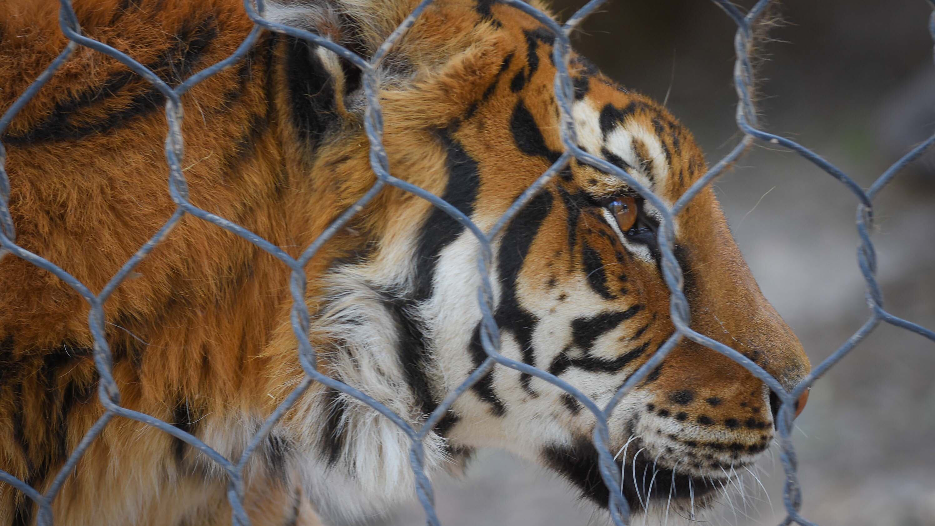 Ecoparque de Mendoza
Tigre en su recinto 
Mientras se esperan las obras en el actual Ecoparque algunos animales continuan en el ex zoo de Mendoza  Foto: Claudio Gutiérrez 
