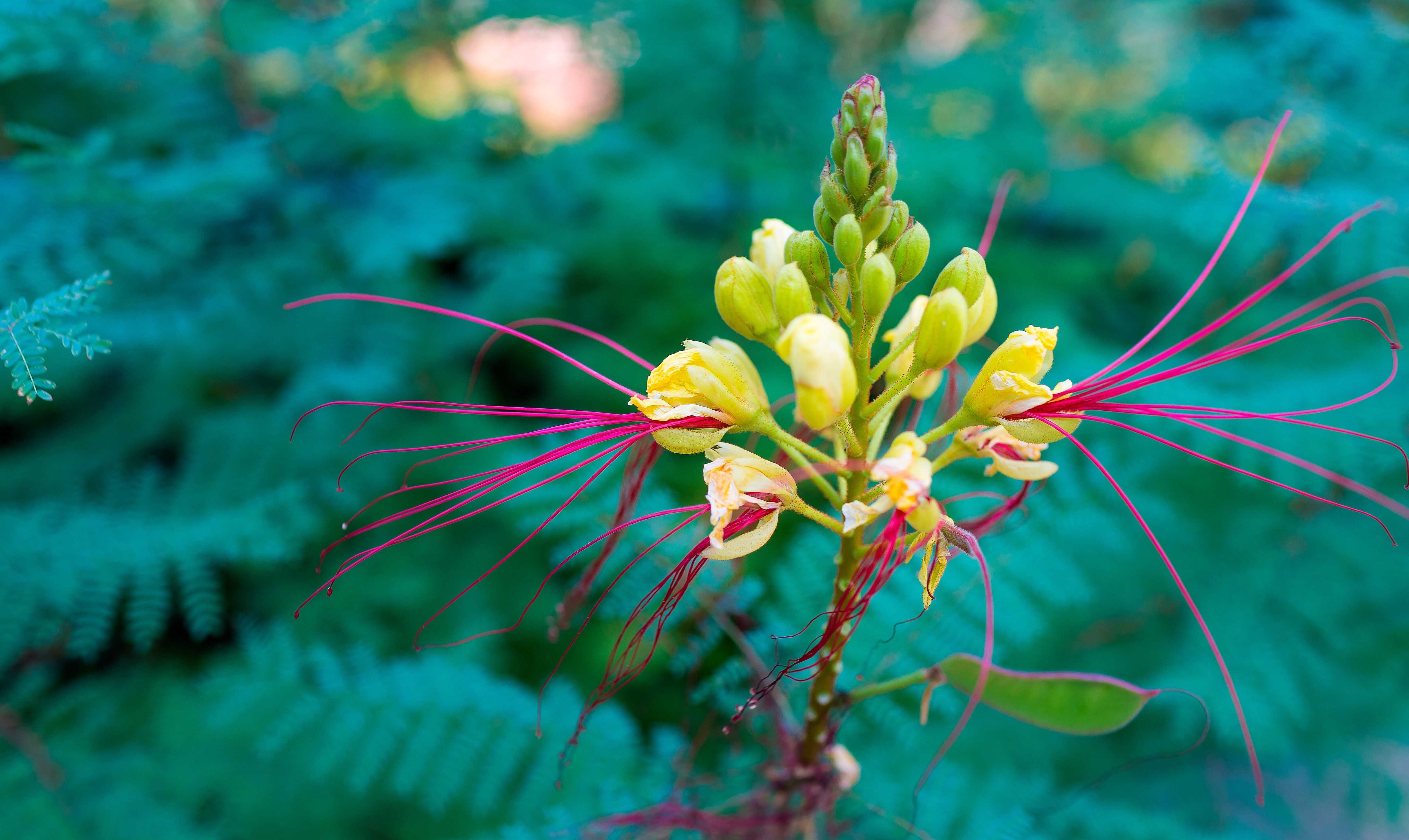 El arbolillo llamado popularmente "Lagaña de perro" posee unas hermosas flores con largos y llamativos estambres rojos o fucsias, y delicados pétalos amarillos.