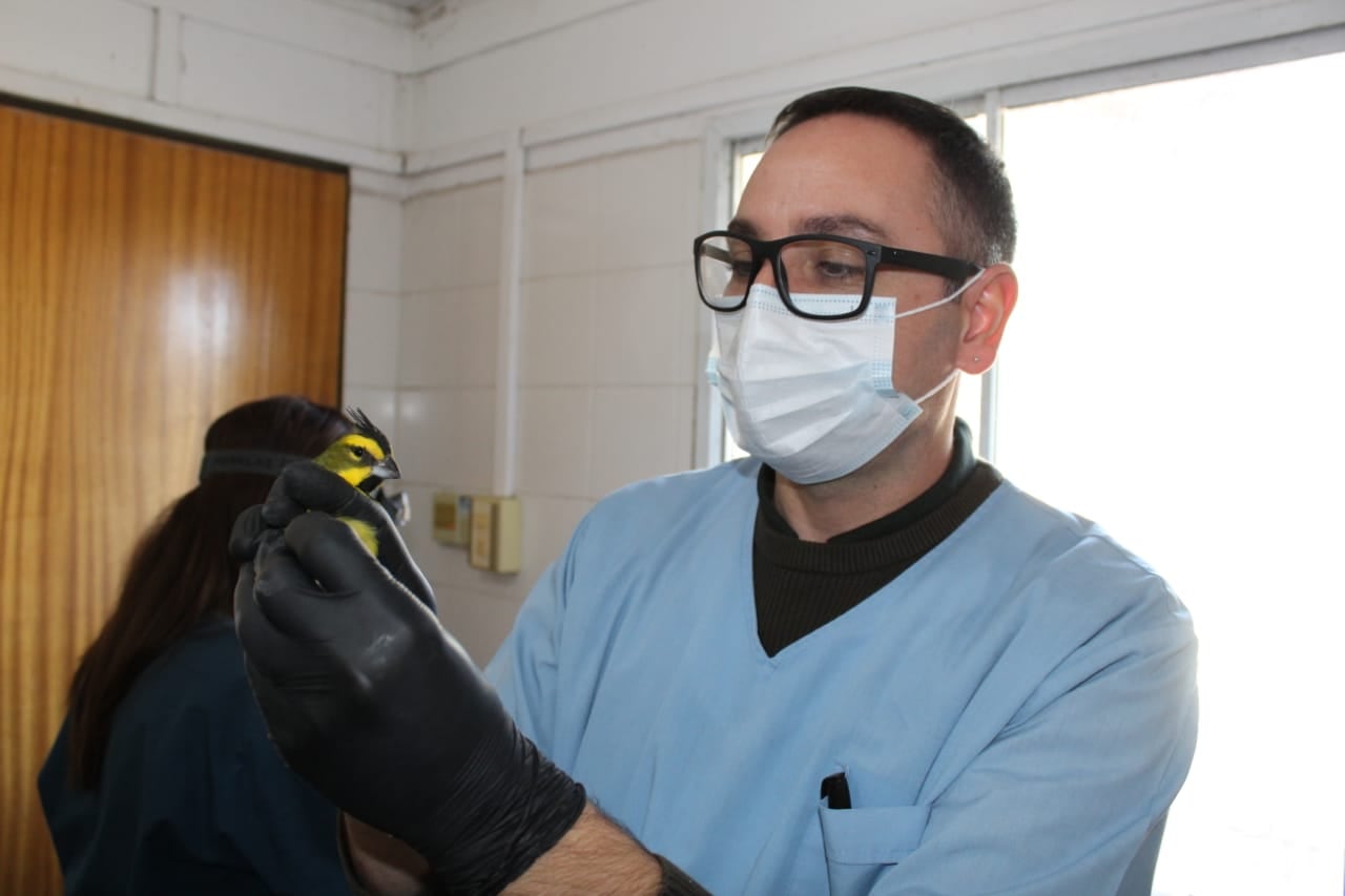 Rescataron, rehabilitaron y liberaron en su hábitat a 20 cardenales amarillos: preocupa el tráfico ilegal. Foto: Gentileza Guardaparque Martín García, Departamento de Fauna Silvestre.