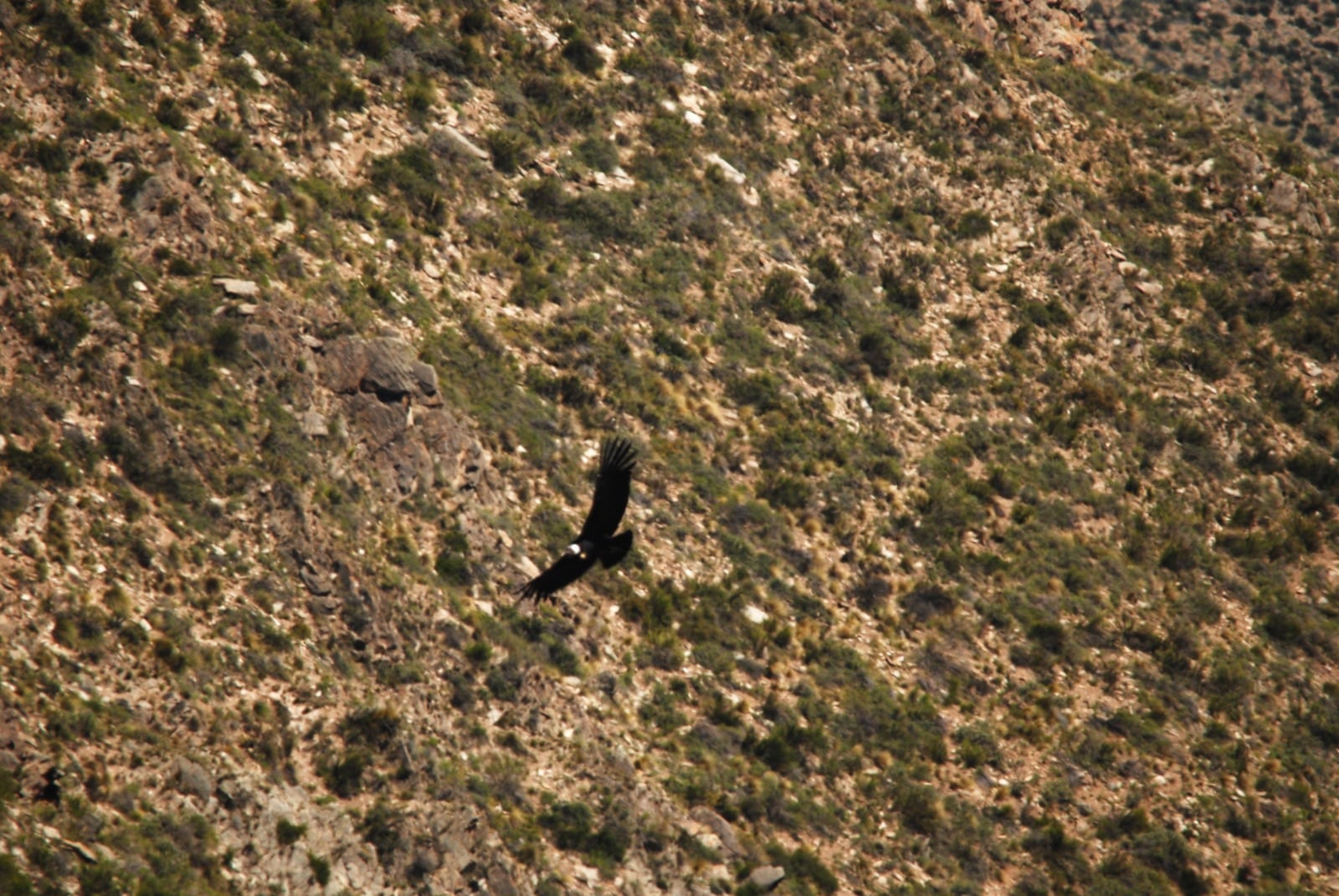 Altos en el cielo: impresionantes imágenes de una nueva edición del censo de cóndores andinos en Mendoza. Foto: Instagram @conservacioncondorandino