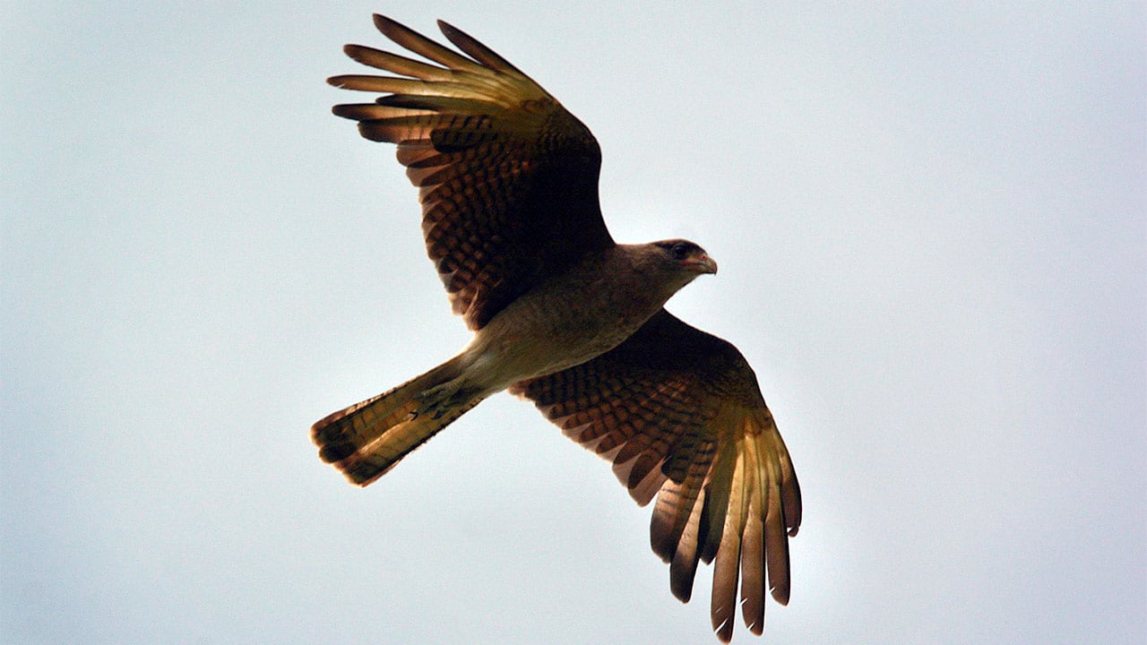 La caza y captura de predadores naturales de las catas (como los aguiluchos) permiten que la plaga crezca. Foto: Orlando Pelichotti  / Los Andes