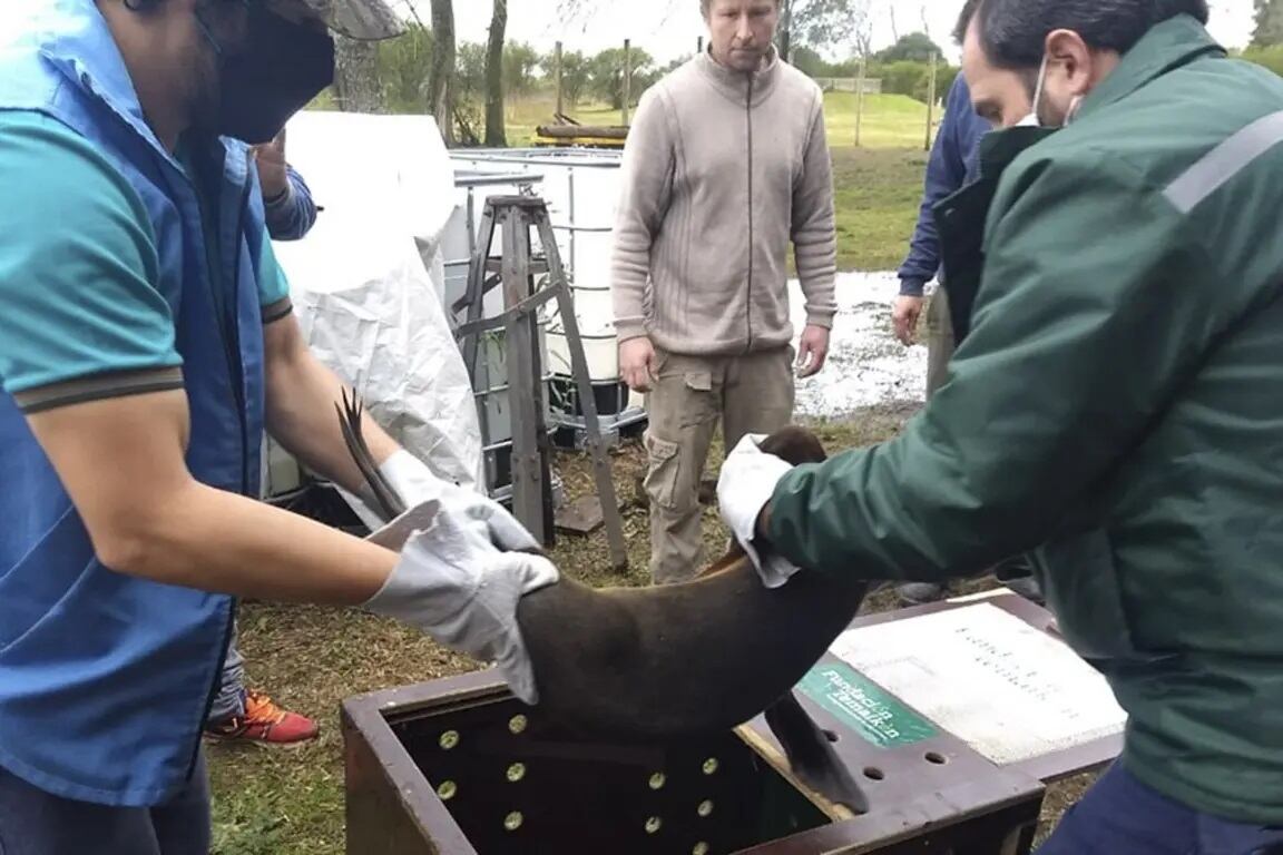 Lobo marino en Entre Ríos - Télam