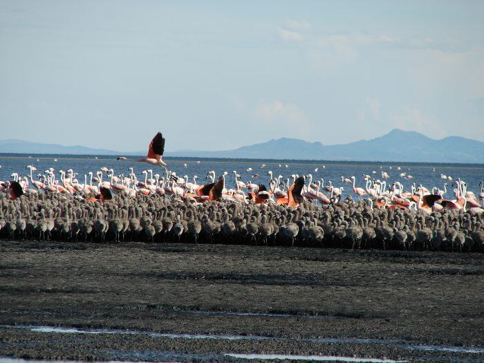 La Laguna de Llancanelo en Malargüe es conocida por su belleza natural y la bandada de flamencos que habitan allí.