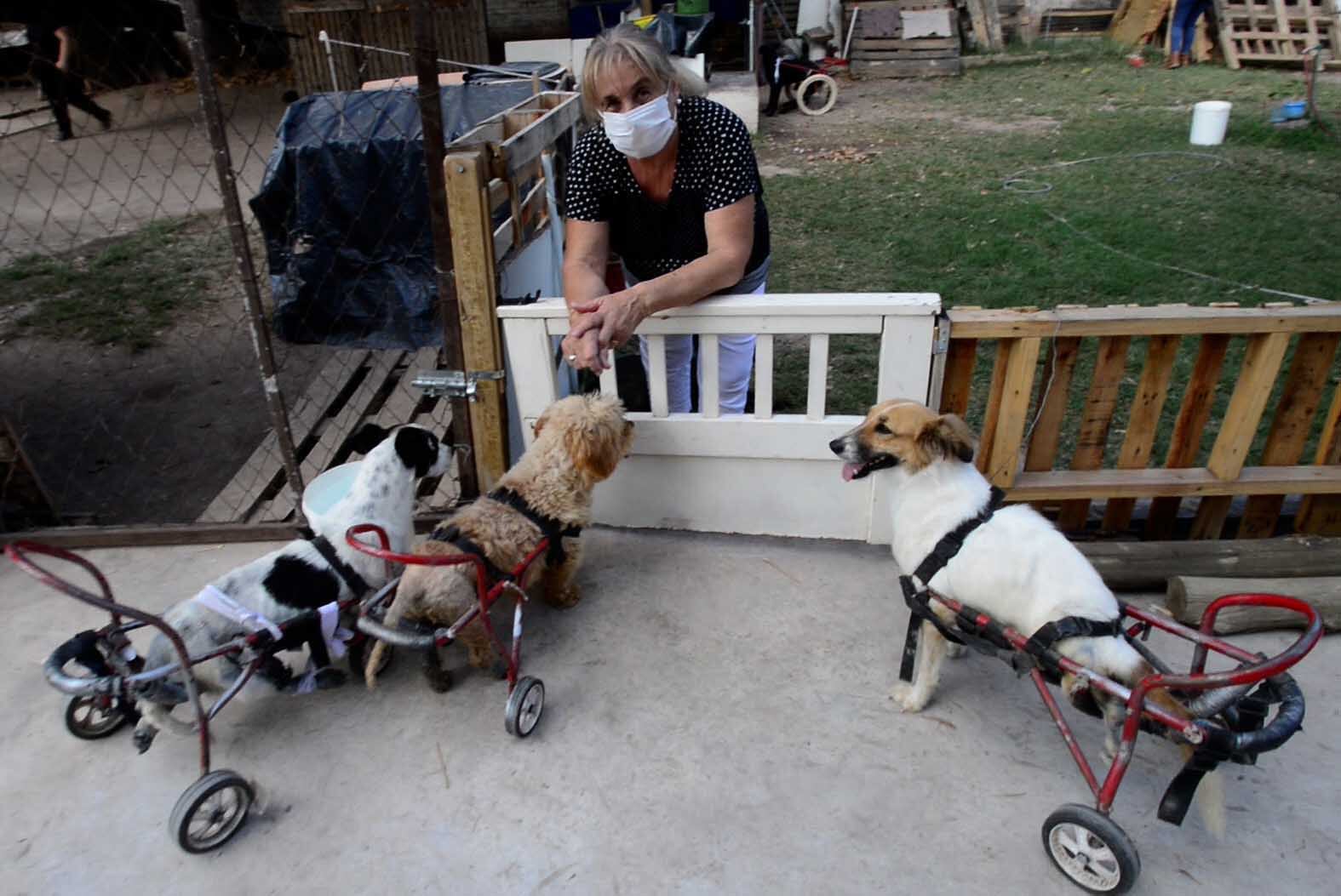 Rueditas por la vida.
Sonia Laurenzo, de la organización Rueditas por la Vida se dedica a cuidar perros con alguna discapacidad que deben utilizar una silla de ruedas adaptada para poder moverse. Foto Claudio Gutiérrez