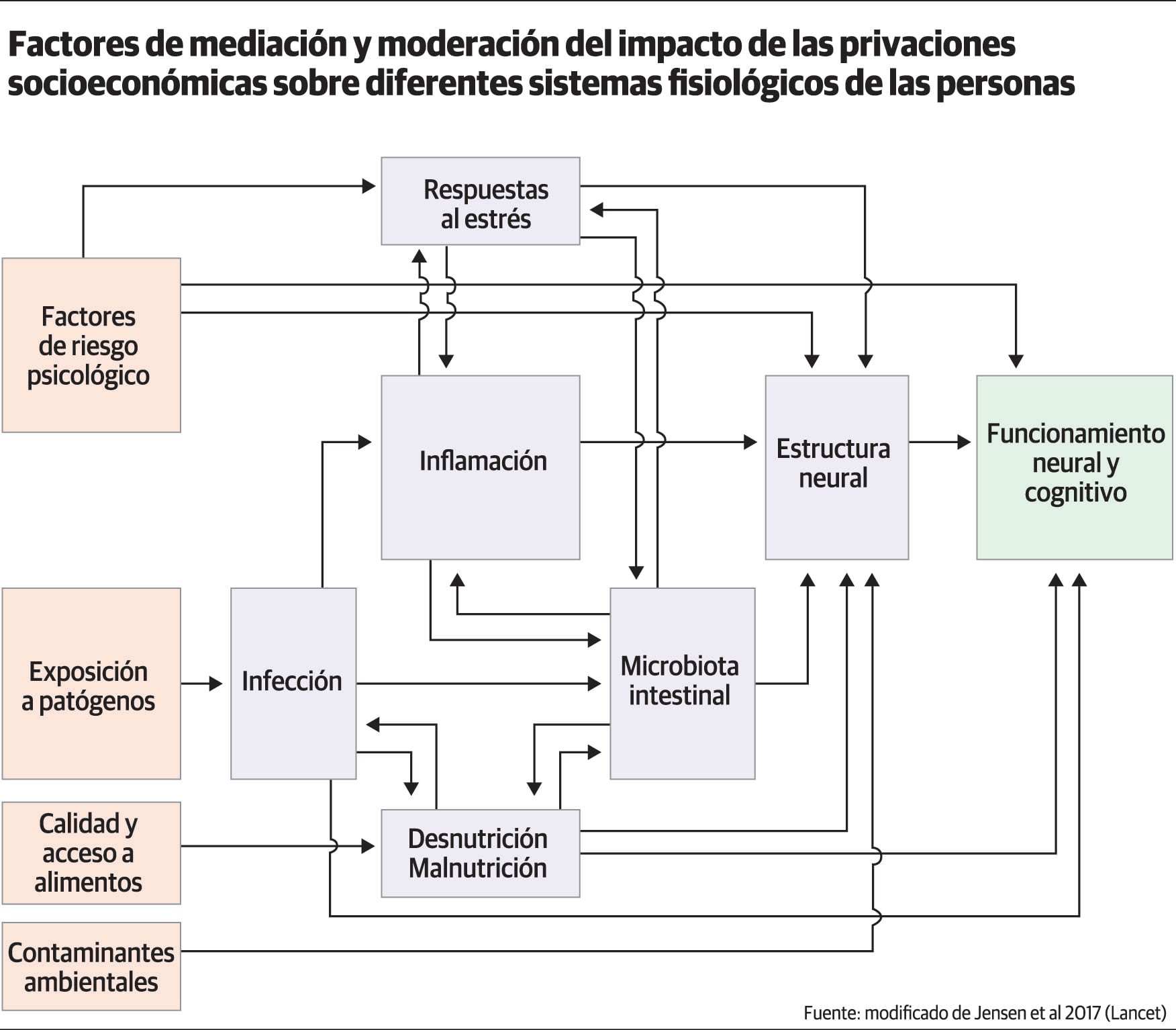 Factores de mediación y moderación del impacto de las privaciones socioeconómicas sobre distintos sistemas fisiológicos de las personas. Fuente: modificado de Jensen et al 2017 (Lancet).