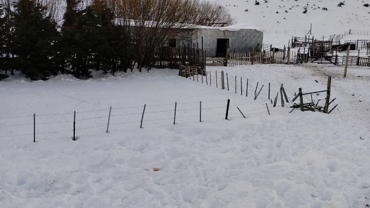 El rescate de Leandro Leupichun y sus 13 perros / Foto gentileza