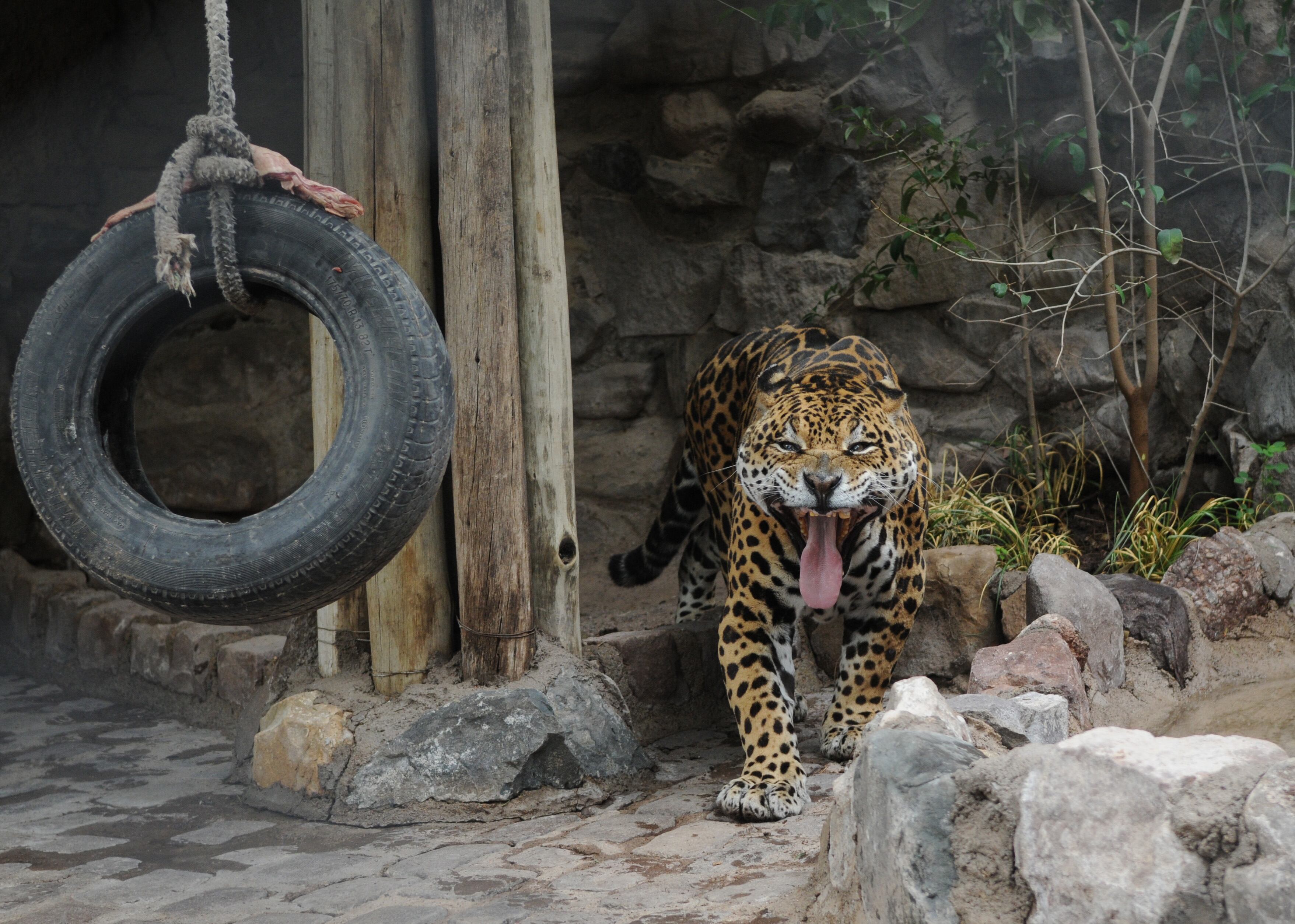 Historias del Zoo: Orlando, el yaguareté que vivió su segunda vida en Mendoza y murió en cautiverio. Foto: Archivo Los Andes.