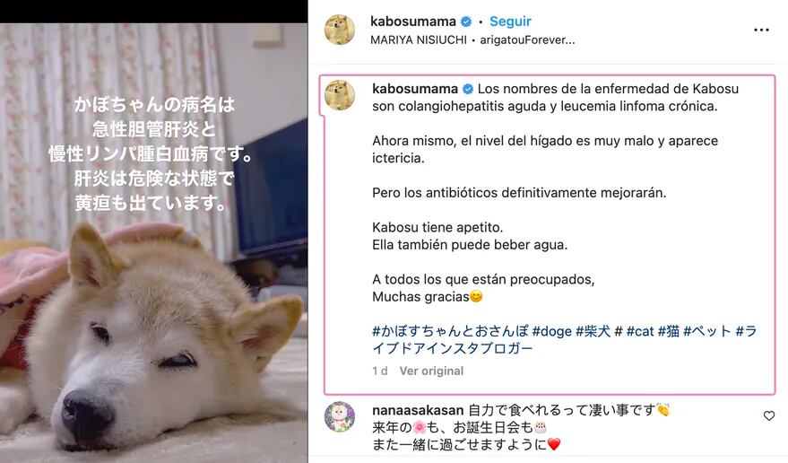 Atsuko Sato, su dueña, fue informando a través de las redes todas las novedades respecto a Kabosu.