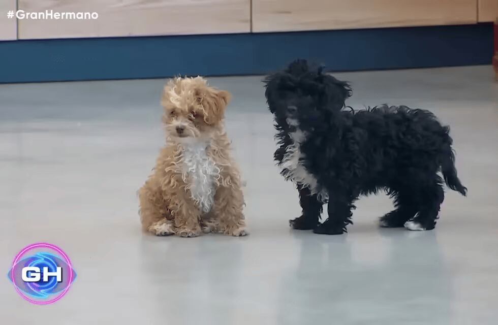 Así esta Caramelo, el perrito que adoptó Romina en Gran Hermano.