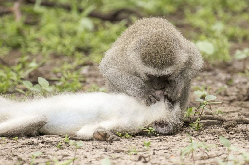 Un mono asistió a su compañera luego de que cayera al suelo. Pero nada es lo que parece. Imagen: William Steel / Solent News.