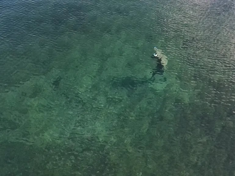 Descubrieron la estatua de un minotauro en el fondo de un lago. Foto LMNeuquén.