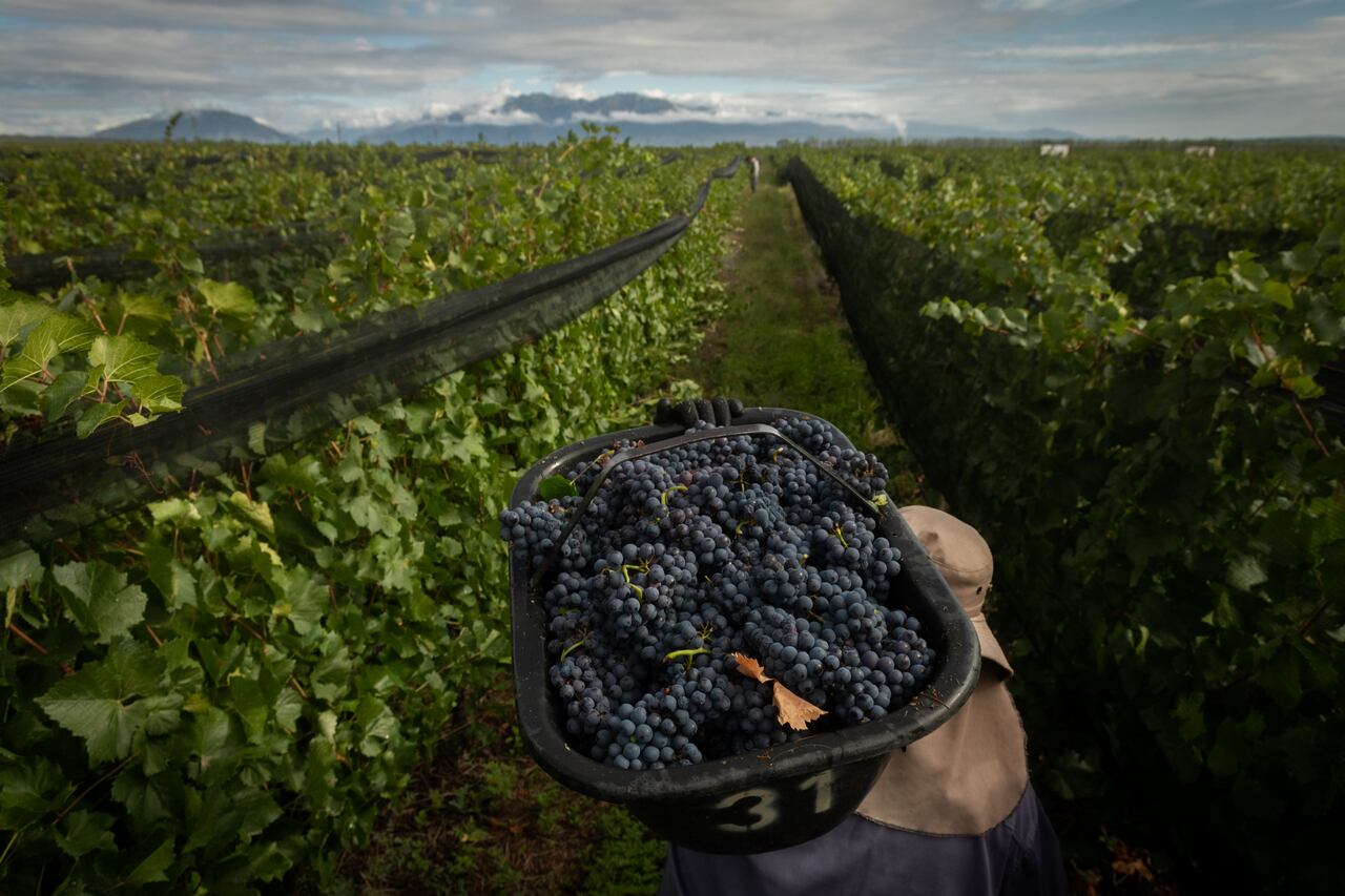 Cosecha, imagen ilustrativa.
Foto: Ignacio Blanco / Los Andes