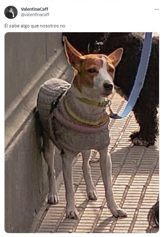 La foto viral del galgo con mangas largas - Foto Matías De Caro @mdkro