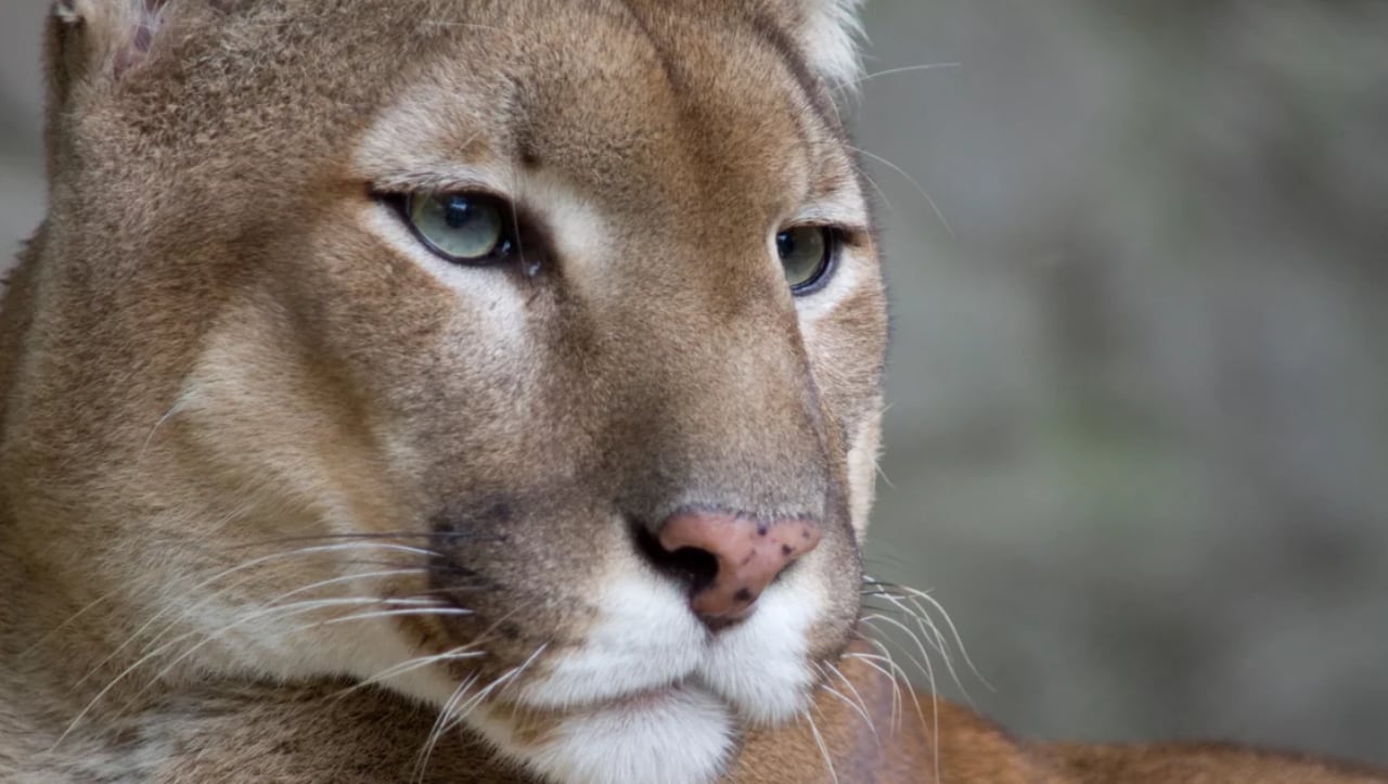 Como en la Patagonia, en Mendoza también preocupa la creciente caza de pumas. Foto: Imagen Ilustrativa.