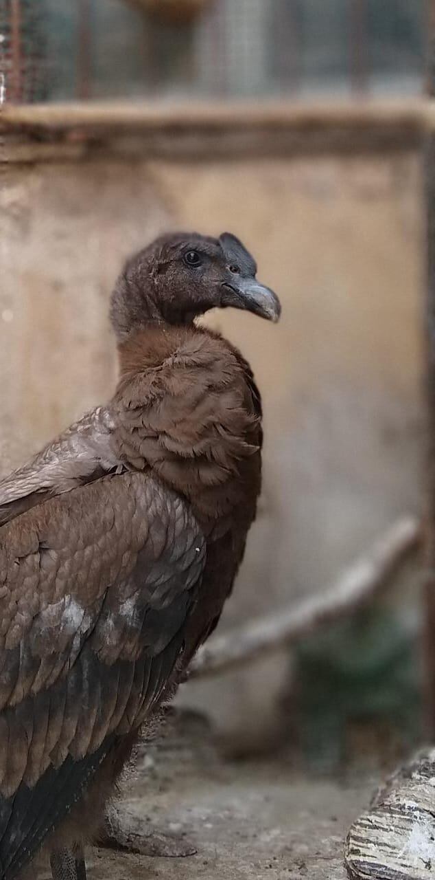 Auca, el cóndor que fue rescatado en Puente del Inca y será liberado en breve.