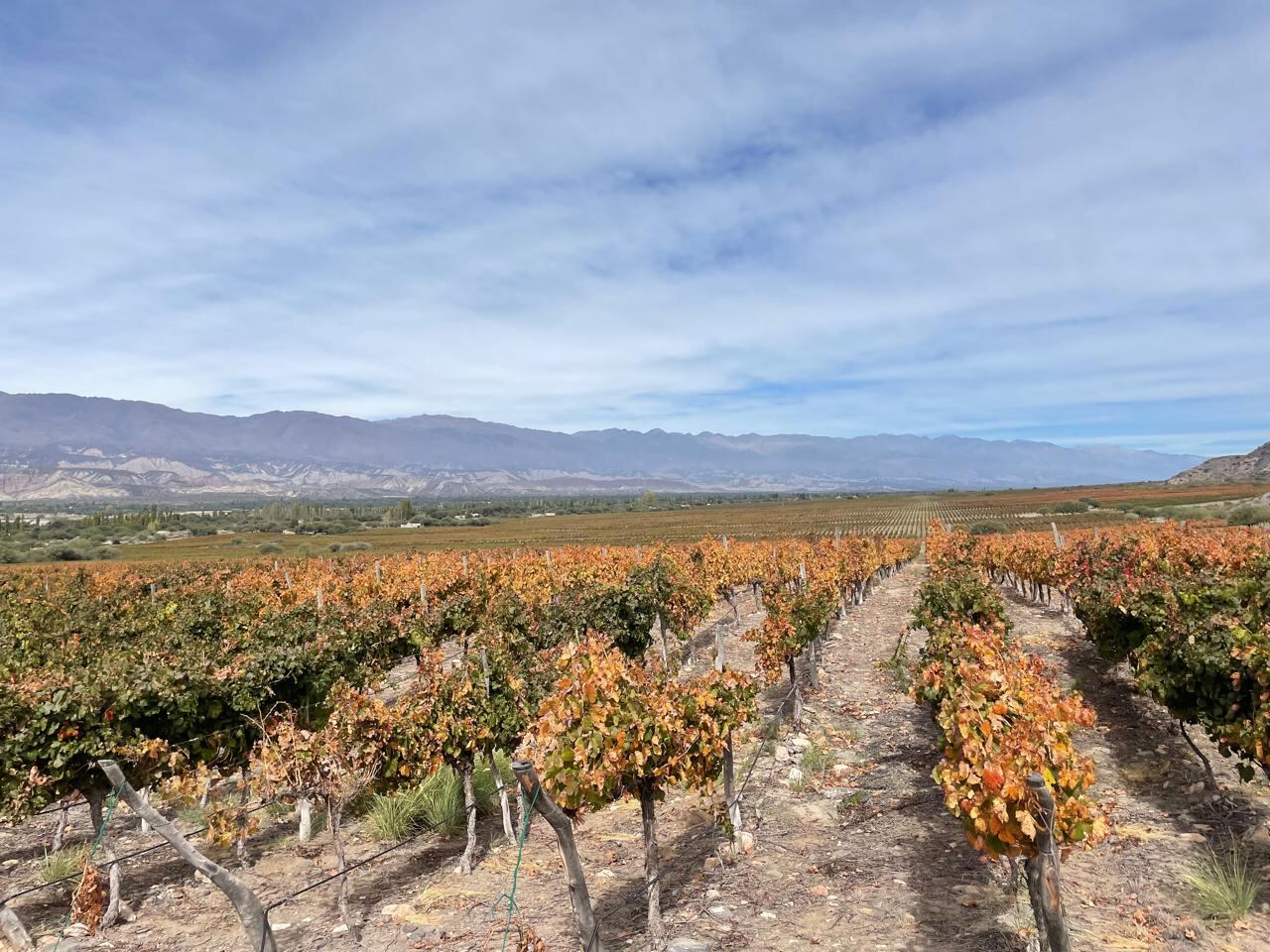 Las condiciones de clima y suelo hacen de Chañar Punco un terroir desafiante. - Foto: Los Andes