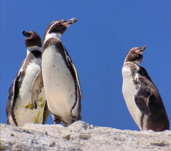 La isla chilena ubicada frente a La Serena y que permite disfrutar de delfines, pingüinos y ballenas. Foto: Instagram @ale.rhodospir.vesper