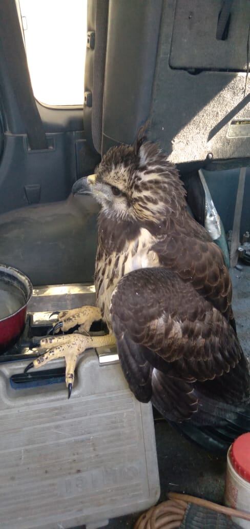 El ejemplar fue rescatado por dos lugareños de Ñacuñán. Foto: Gentileza