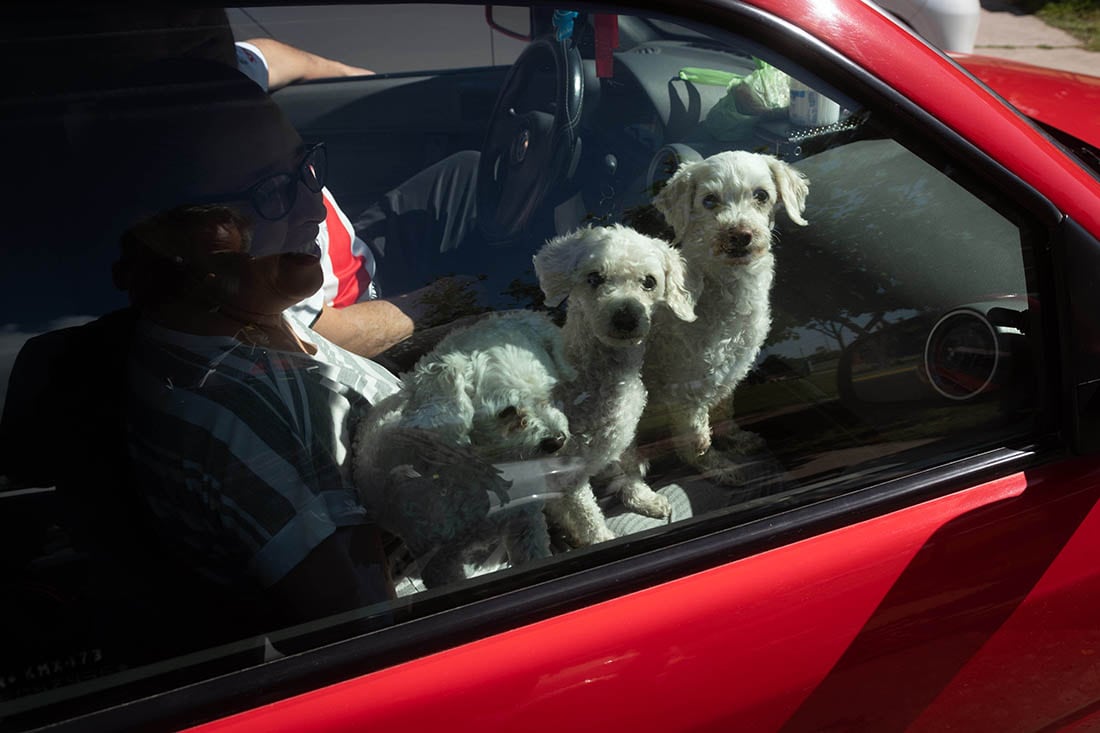 Perritos, paseando con sus dueños por el centro de Mendoza.
Foto Ignacio Blanco